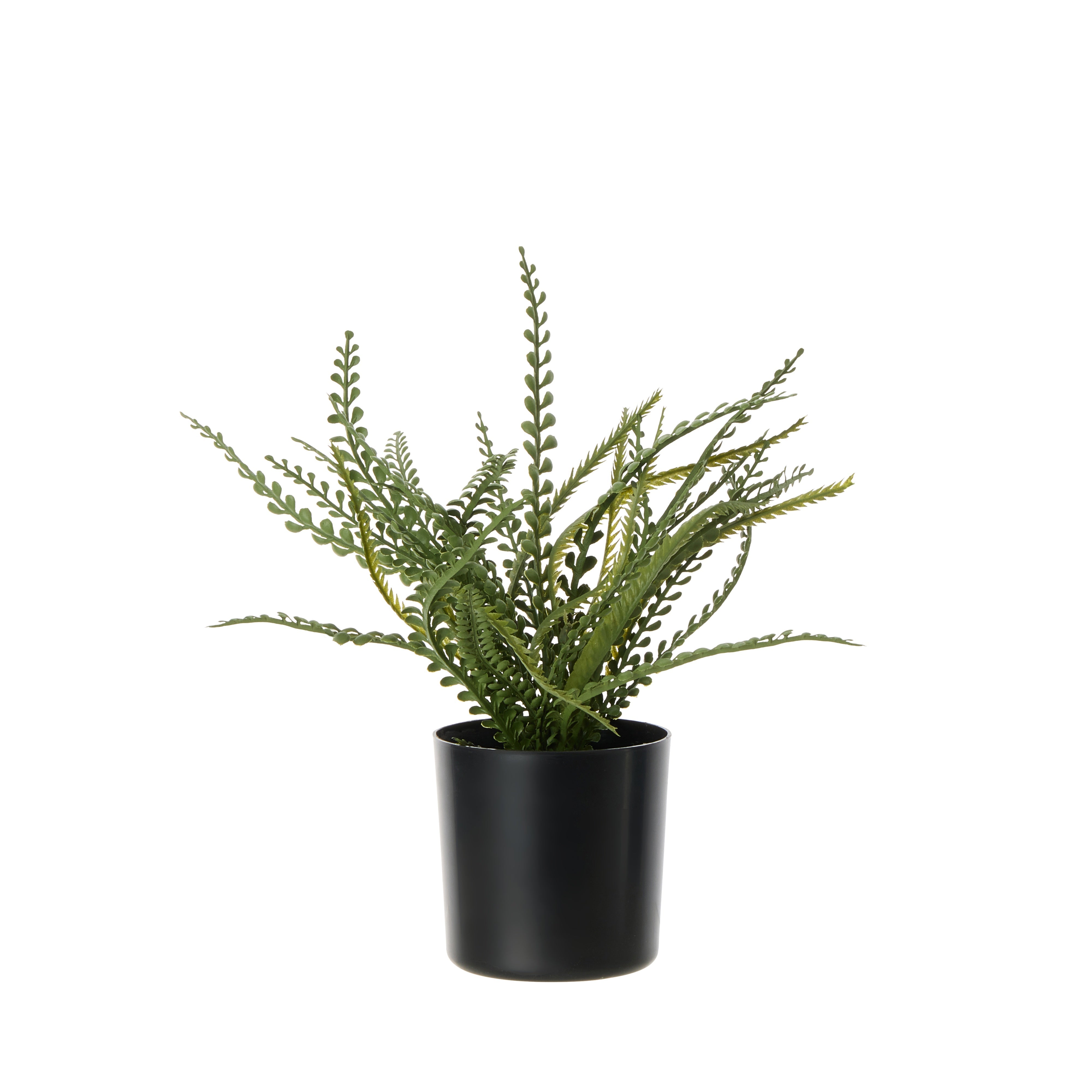 Rogue Button Fern - Garden Pot