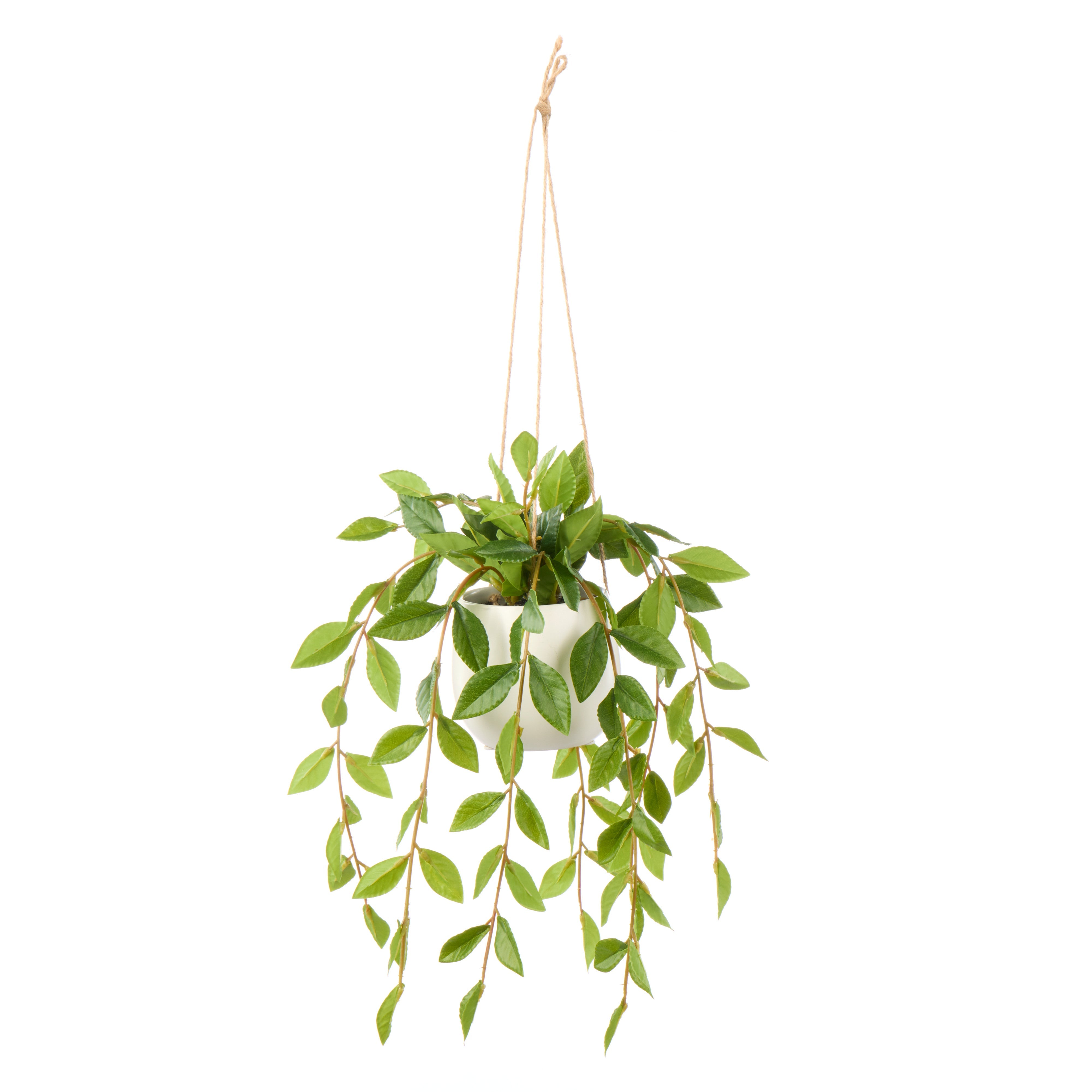 Rogue Lush Leaf Hanging Pot