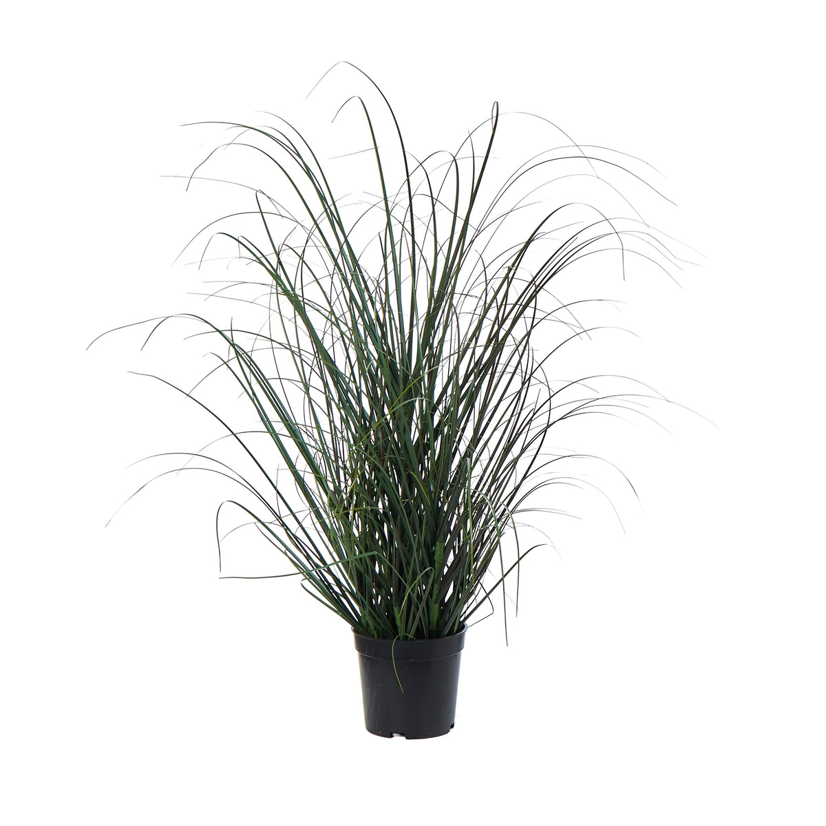 Rogue Grass Plant - Garden Pot Green 68cm