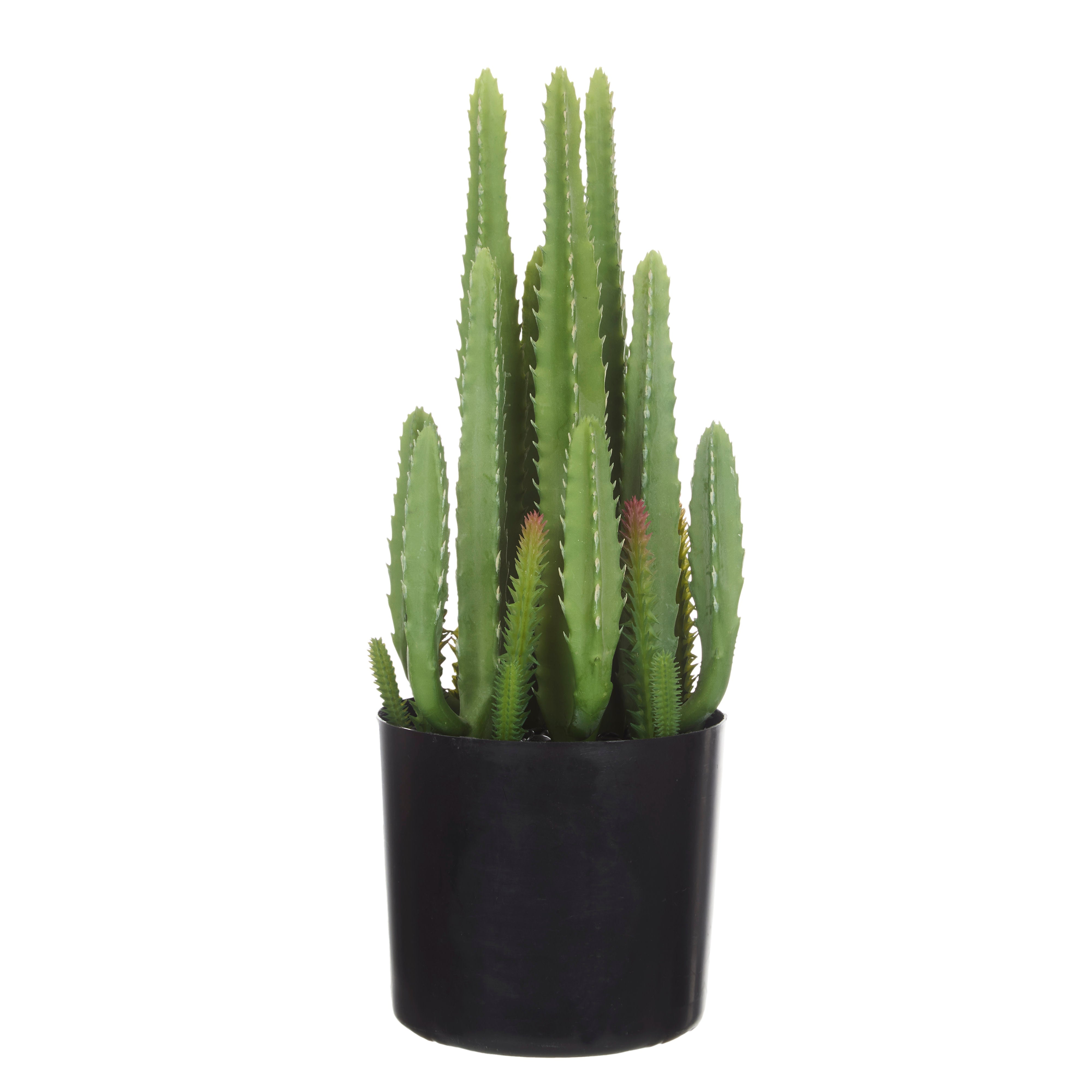 Rogue Fairy Castle Cactus