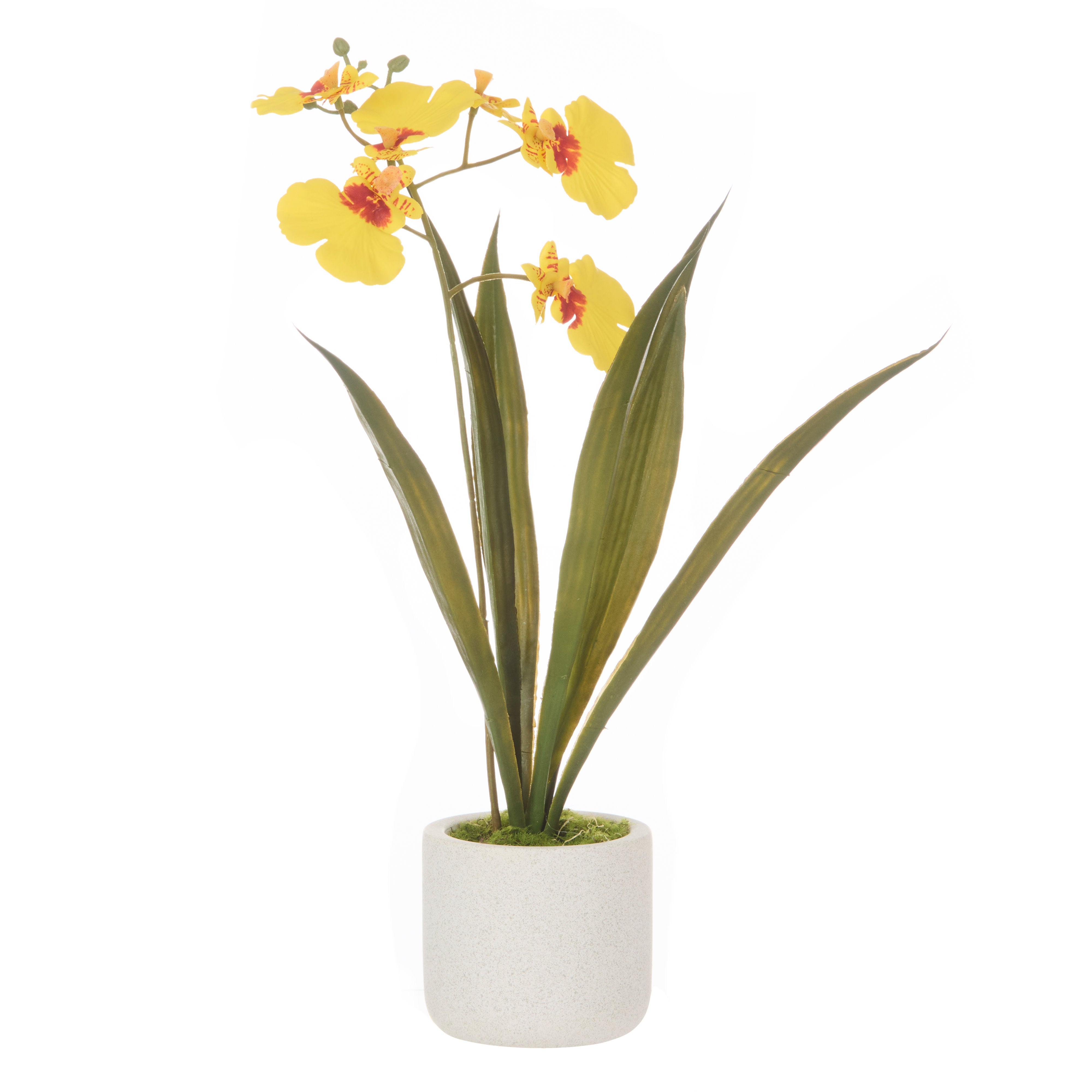 Rogue Dancing Orchid Pot 30cm