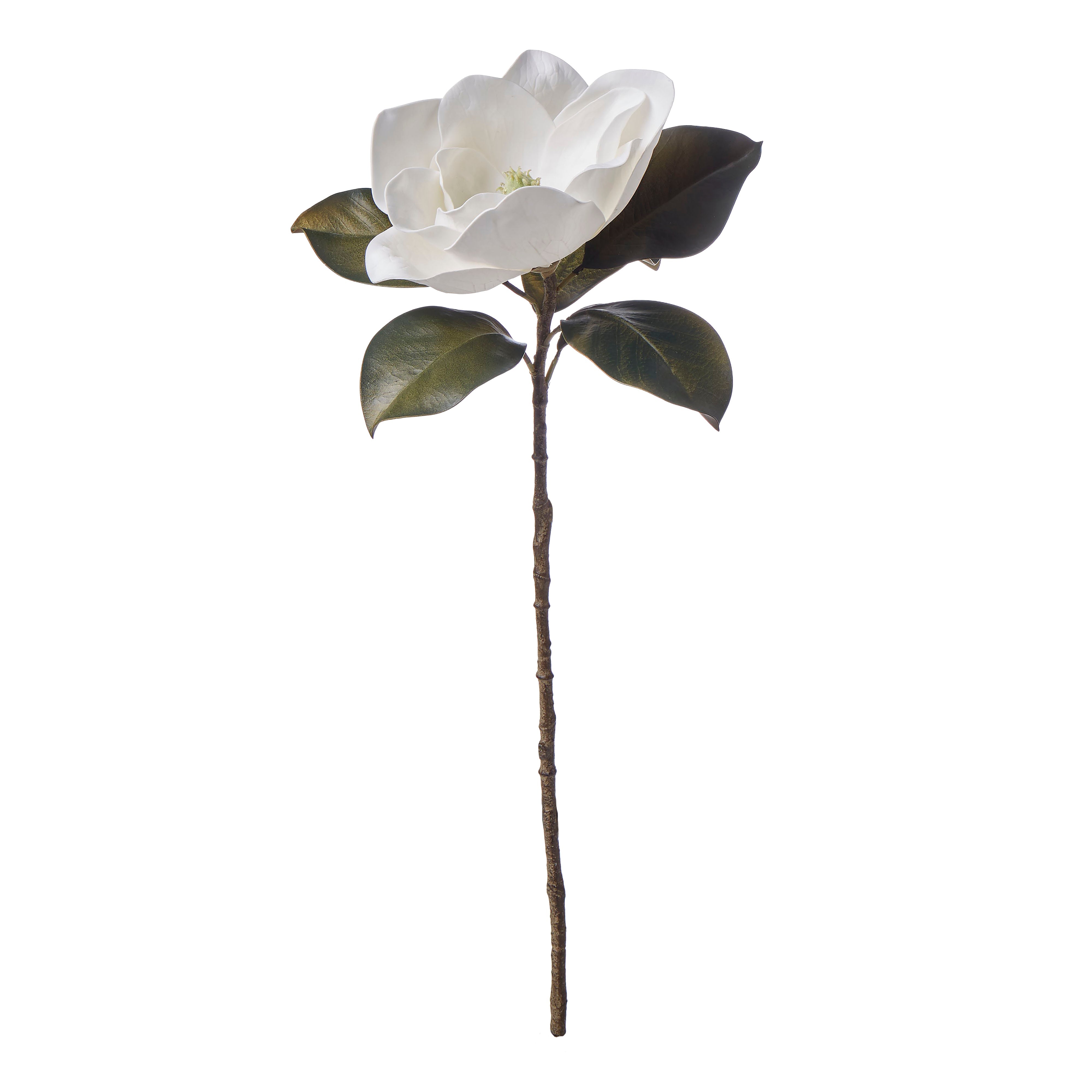 Rogue Magnolia Grandiflora 13x19x66cm