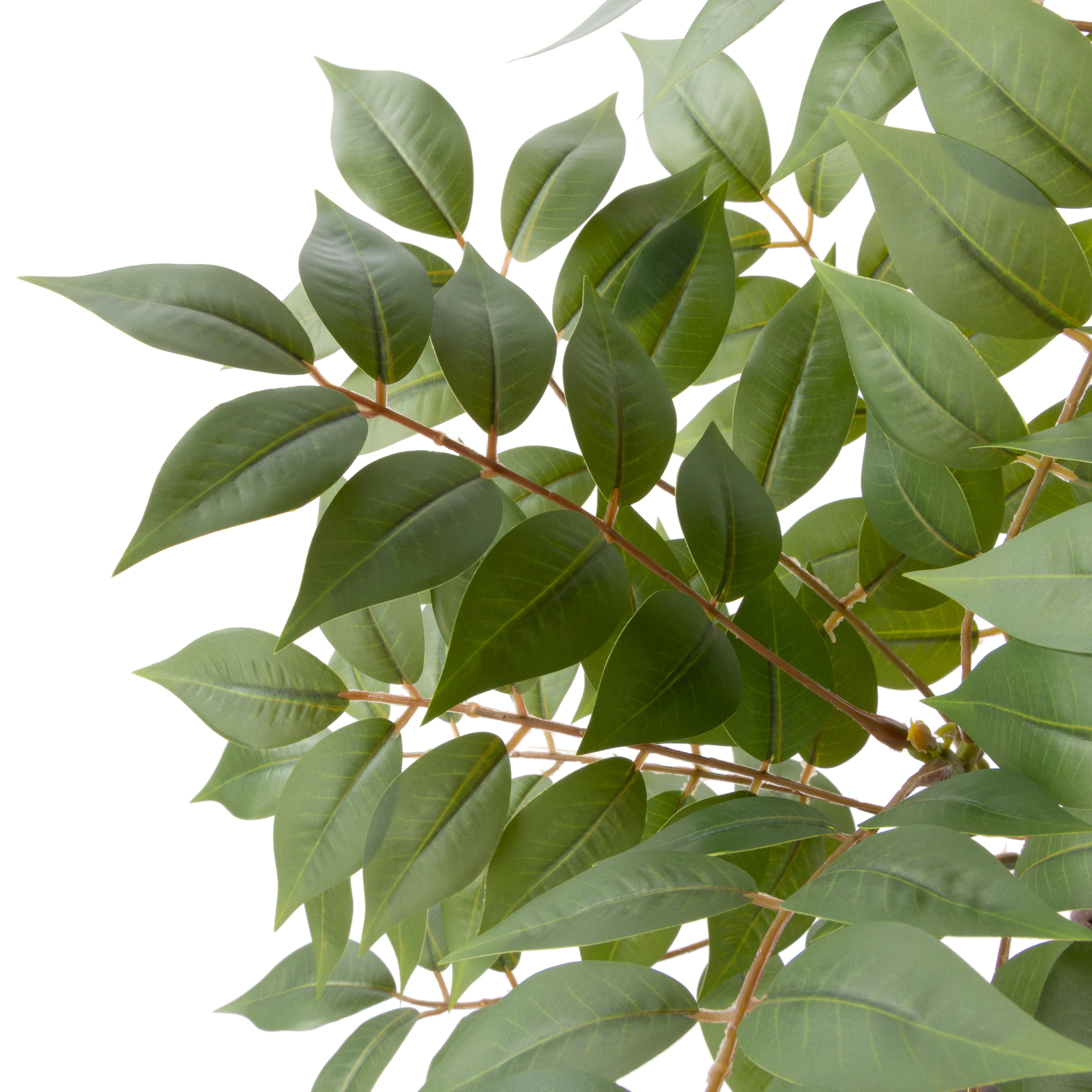 Rogue Wisteria Tree - Garden Pot 180cm