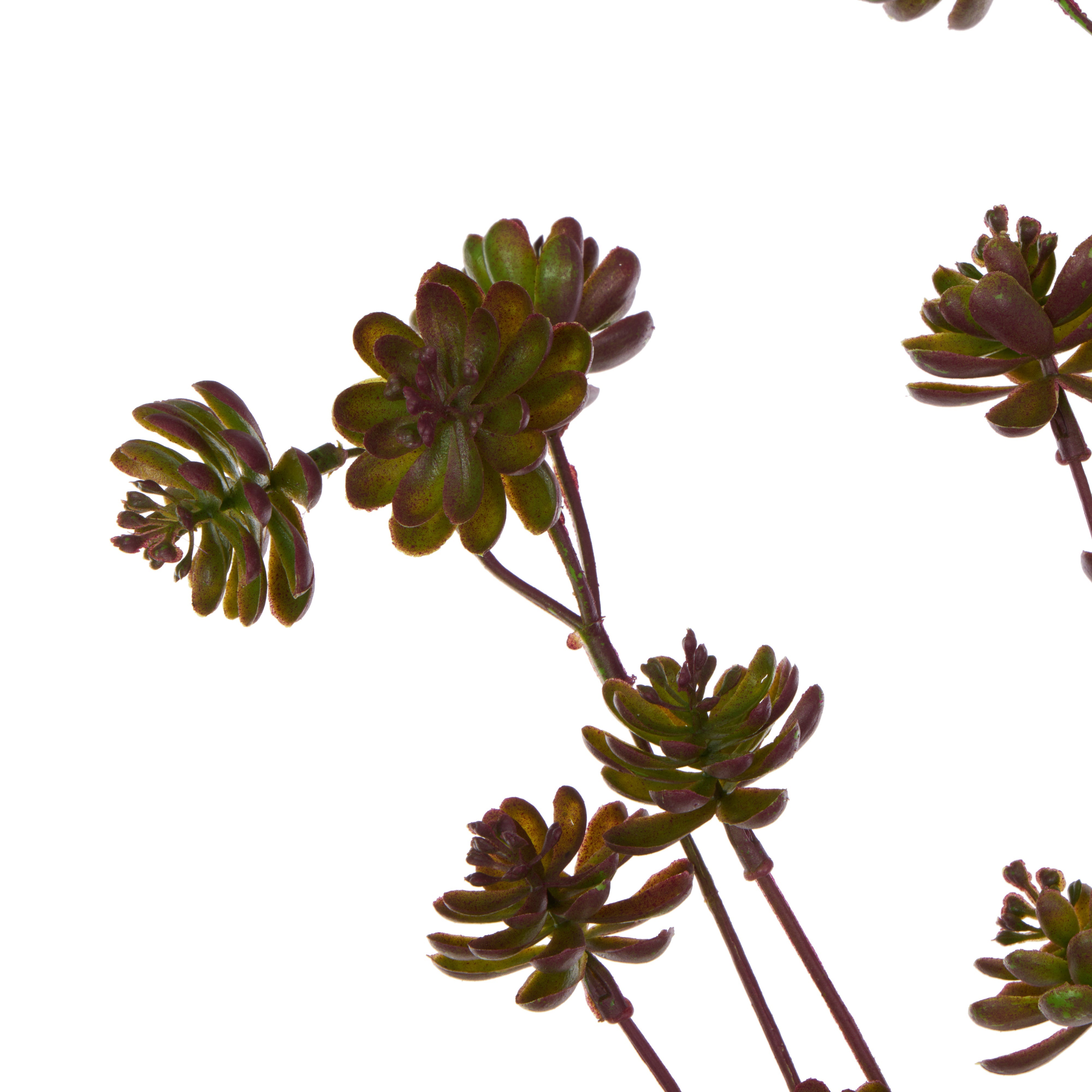 Rogue Succulent Spray Burgundy