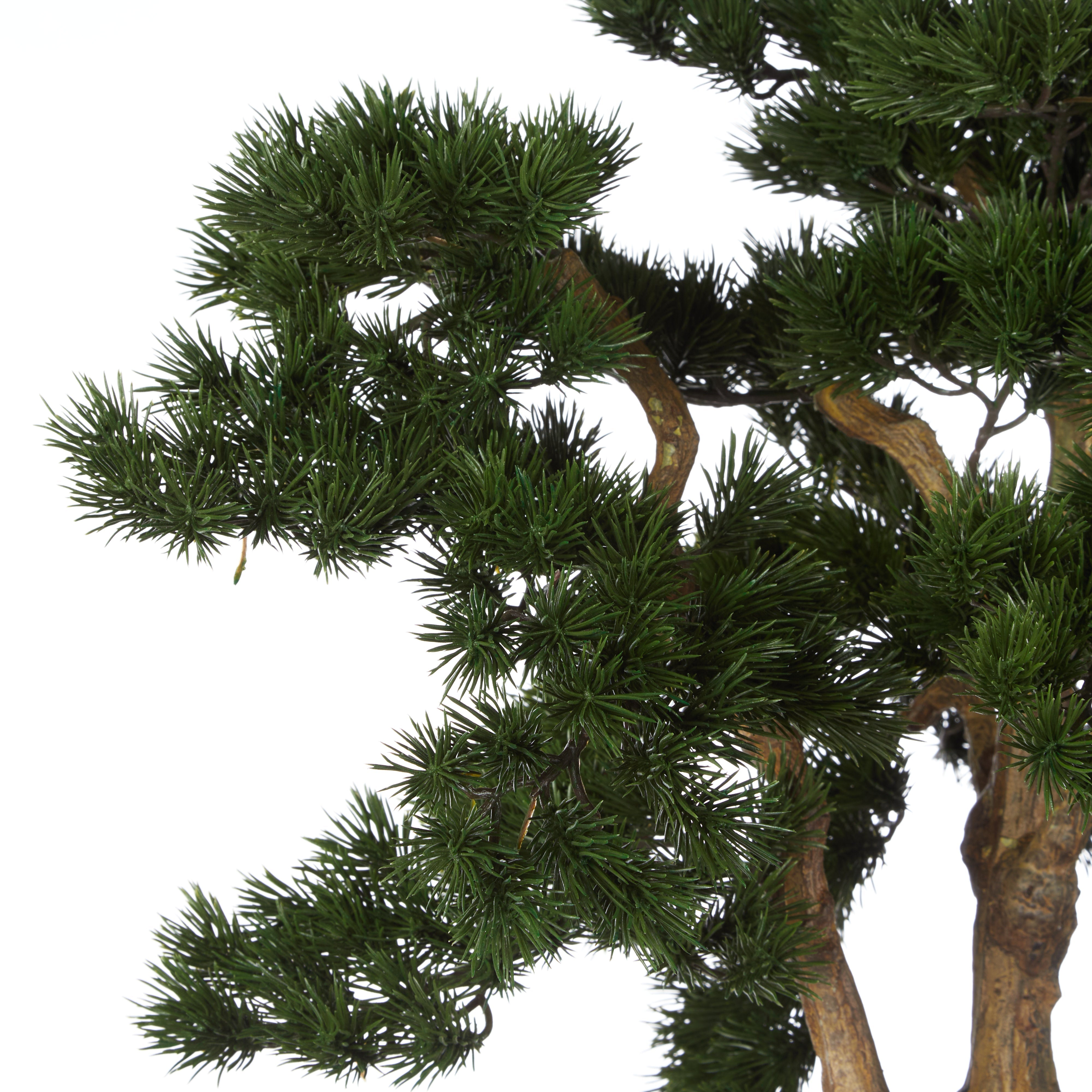 Rogue Pine Bonsai - Oslo Pot