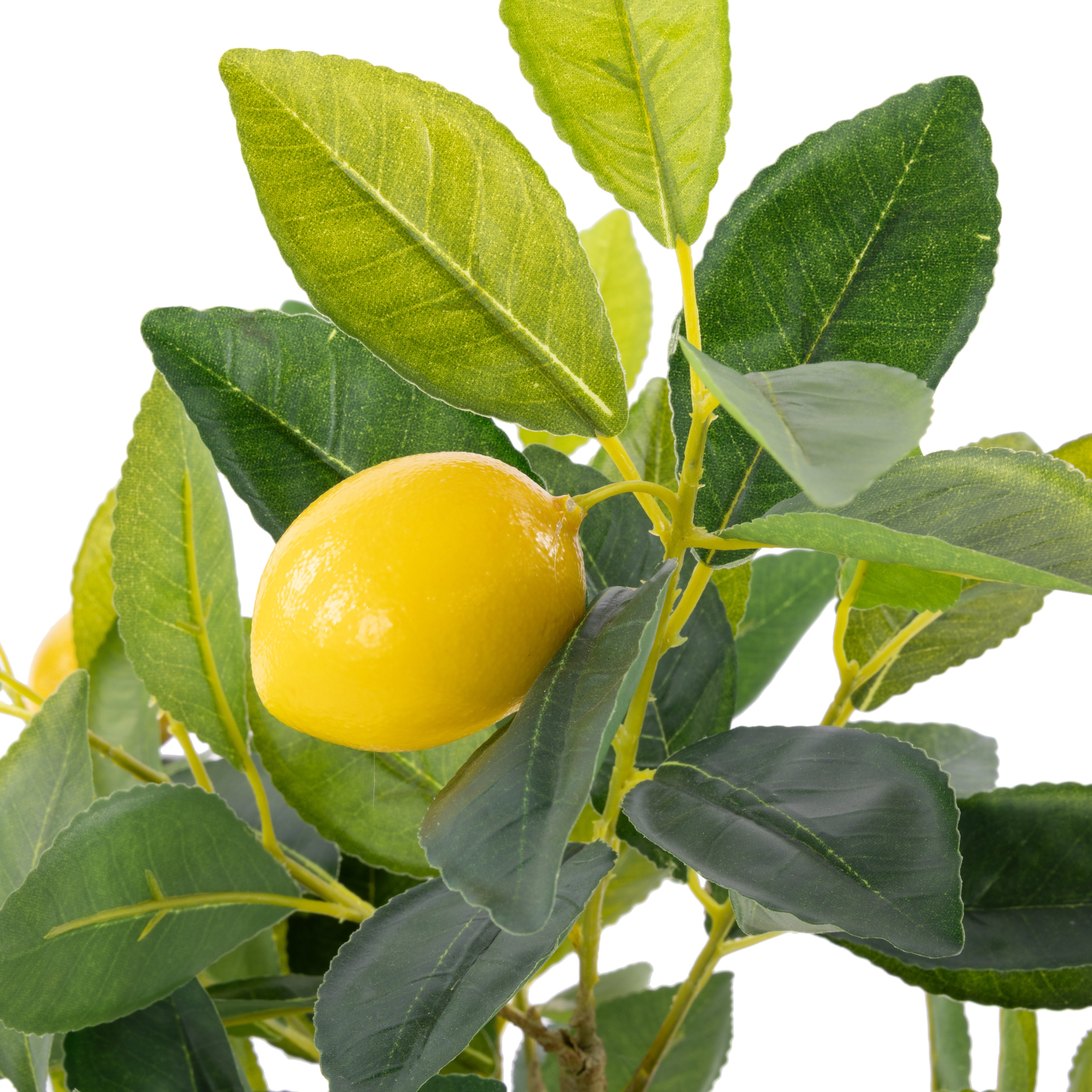 Rogue Lemon Tree Pot