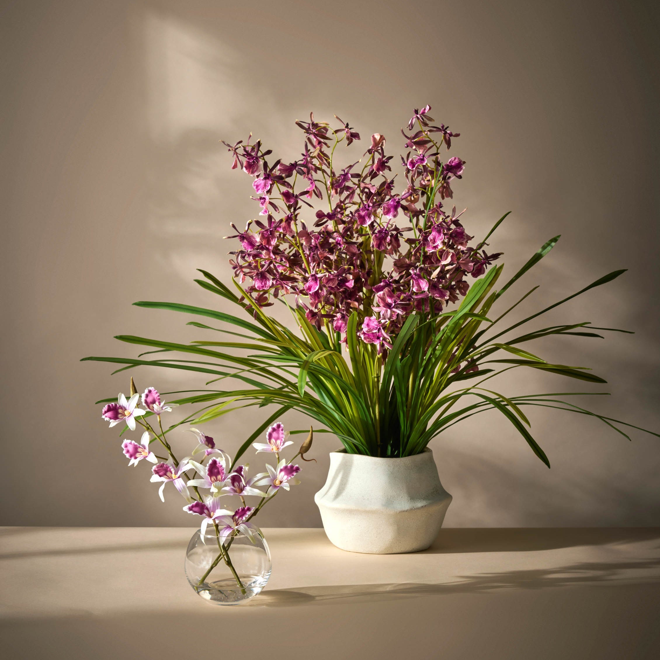 Rogue Dendrobium Plant - Maliah Burgundy & Green Large