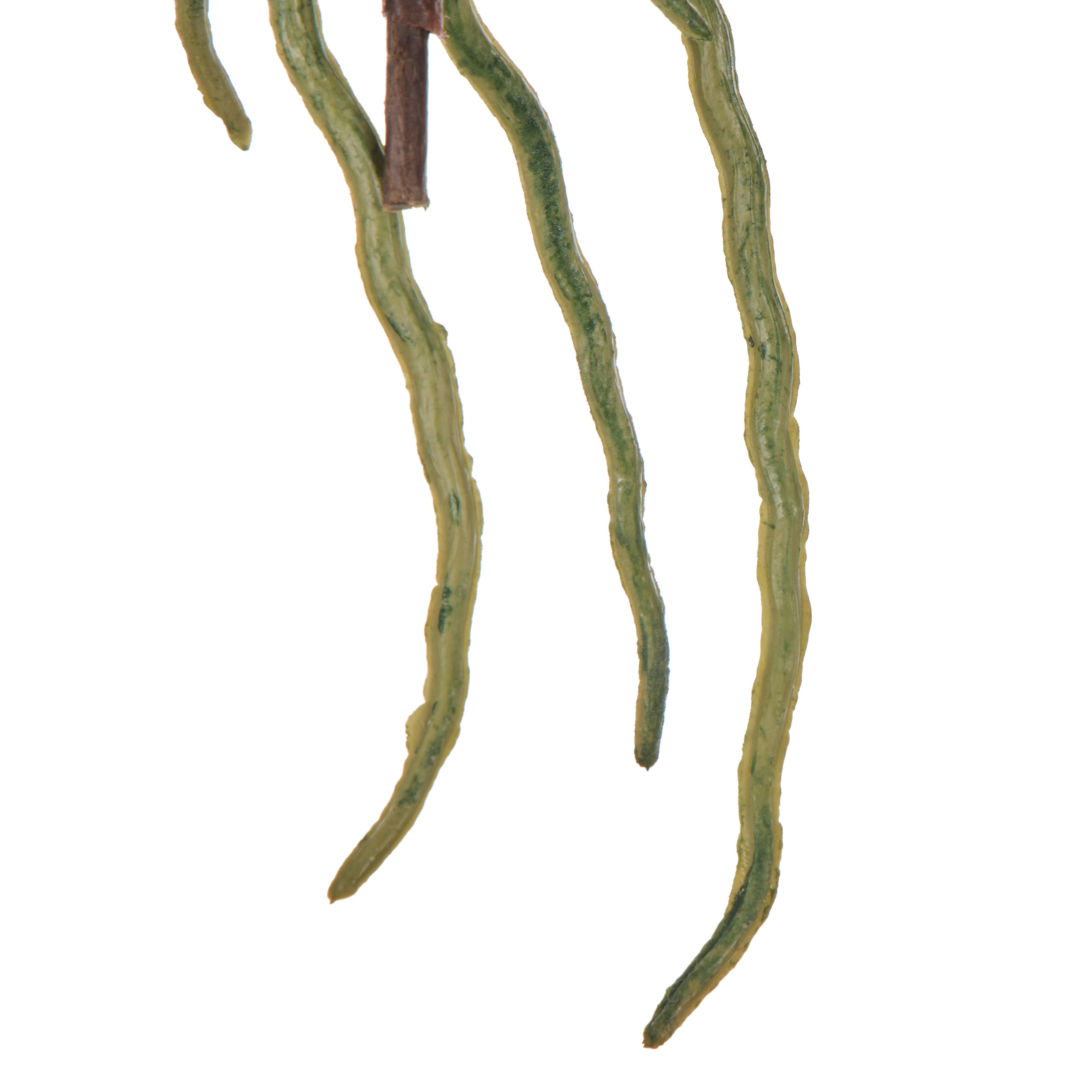 Rogue Orchid Rooted Foliage 20cm