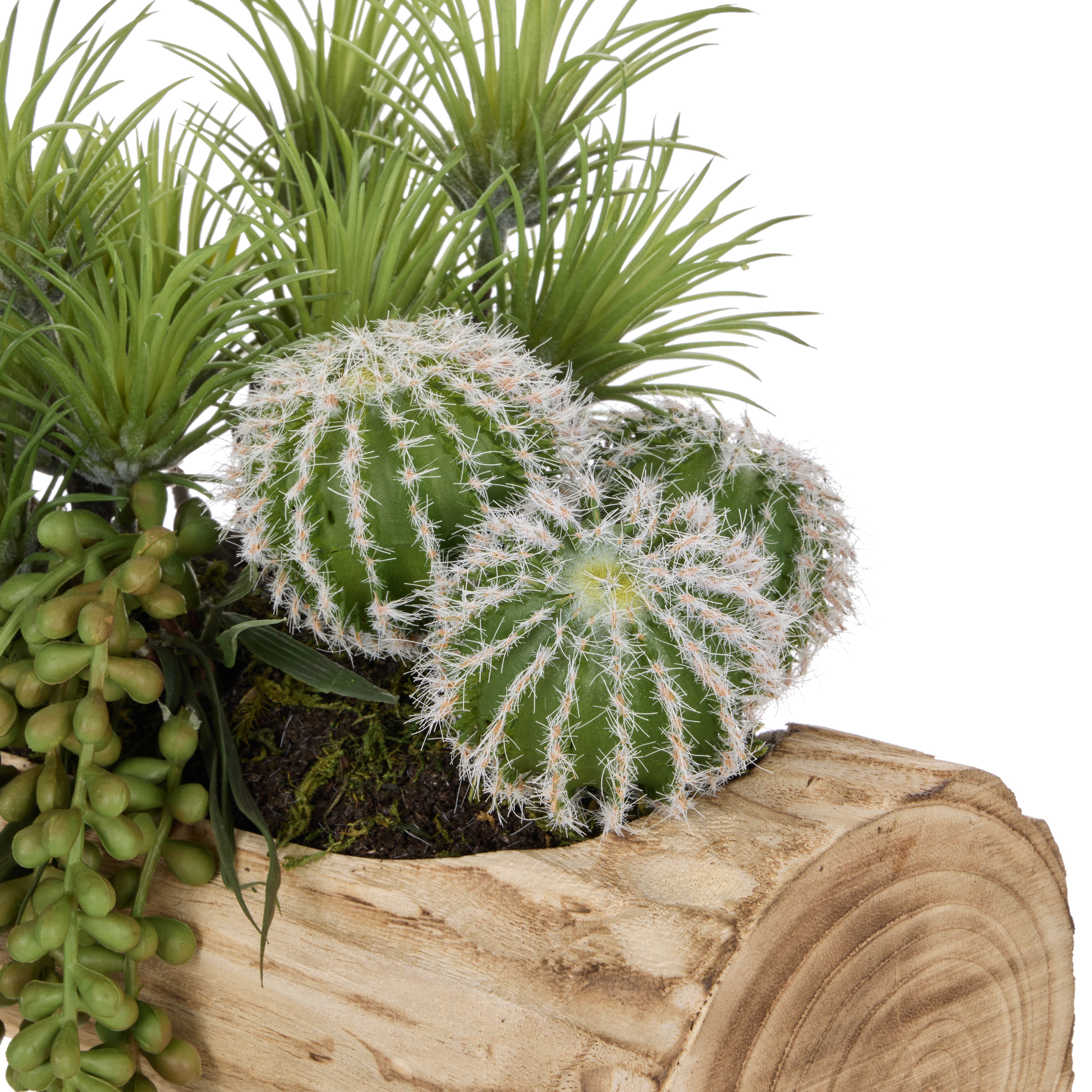 Rogue Cactus Air Plant Mix - Timber Planter Green & Natural