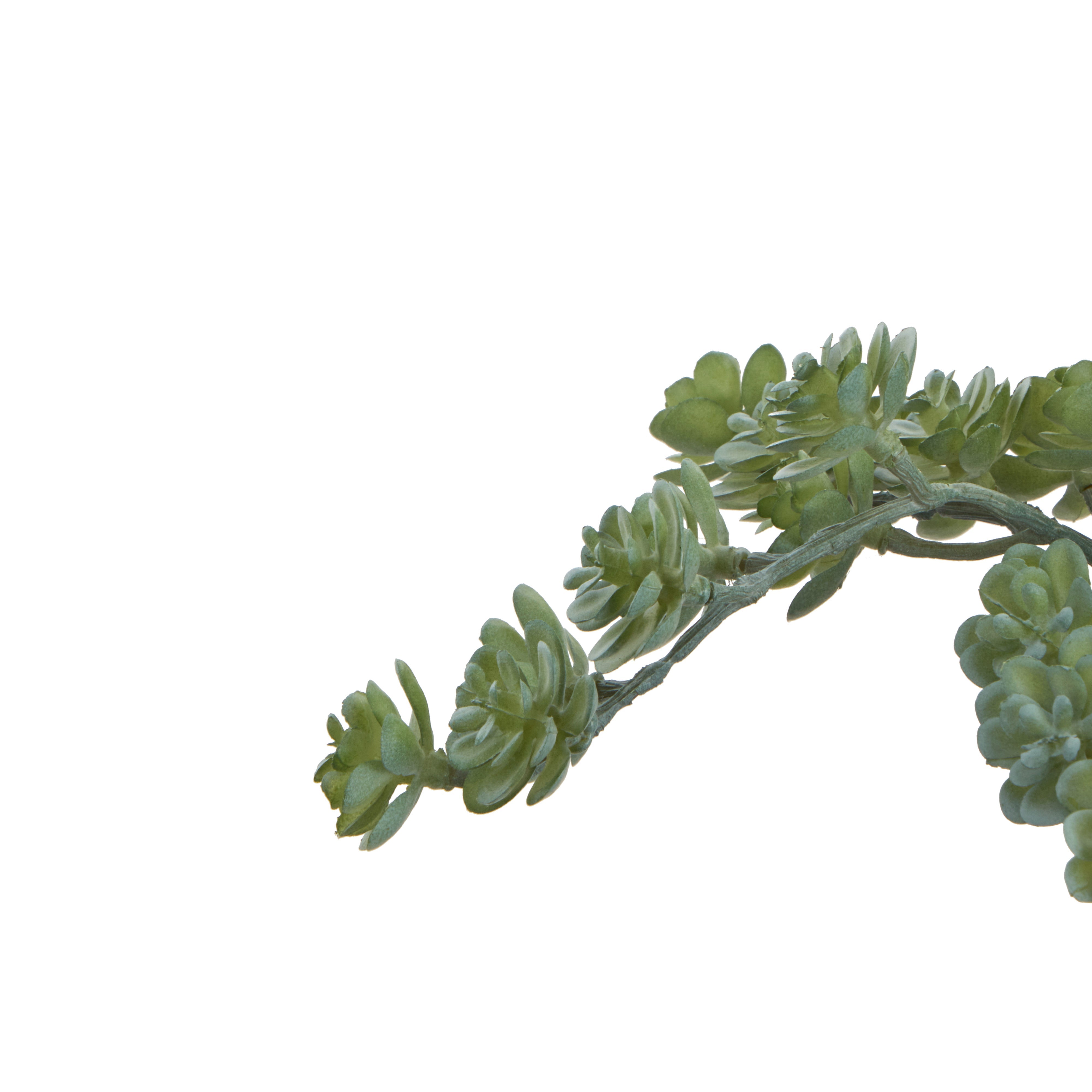 Rogue Mini Houseleek Spray Green