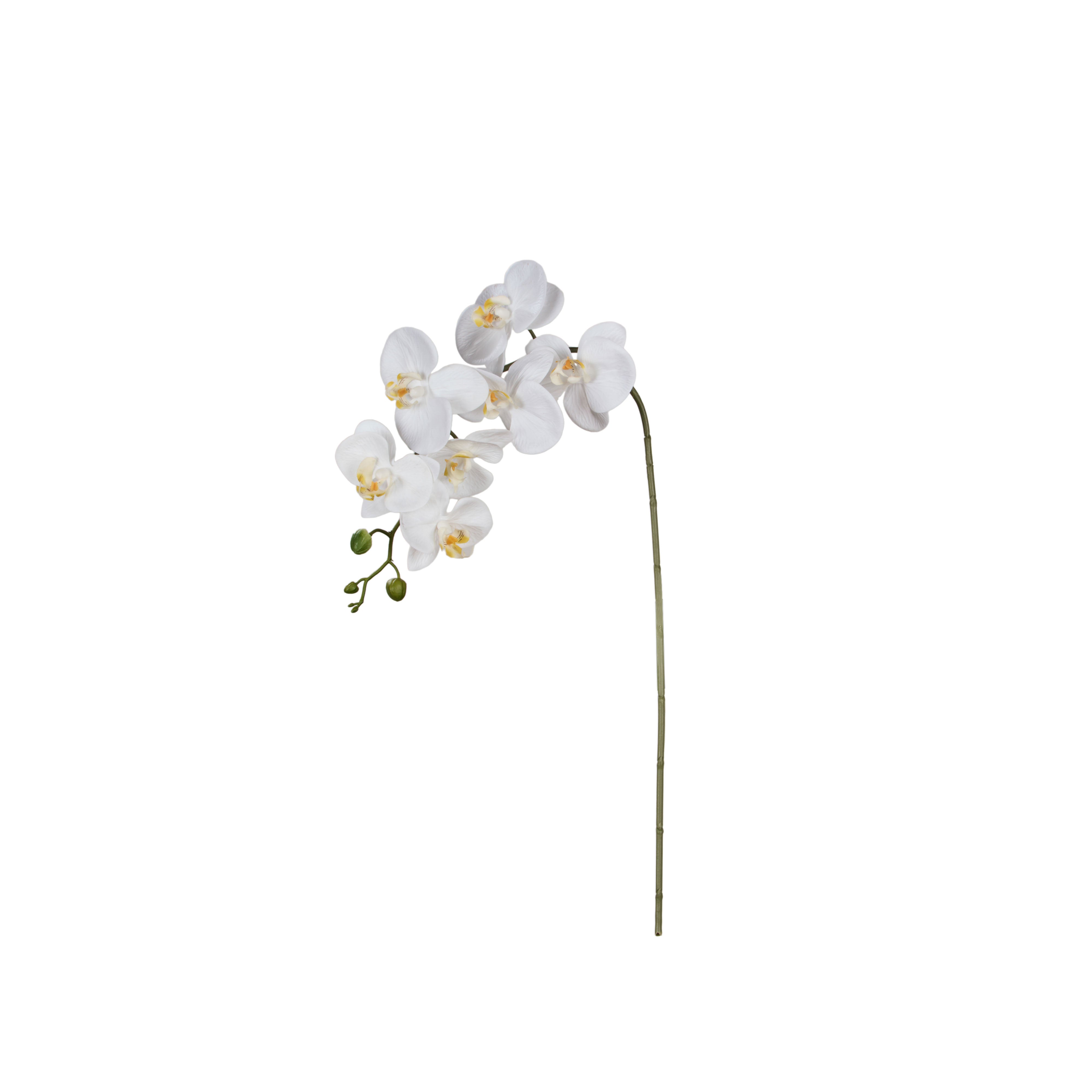 Rogue Phalaenopsis Orchid Stem 86cm