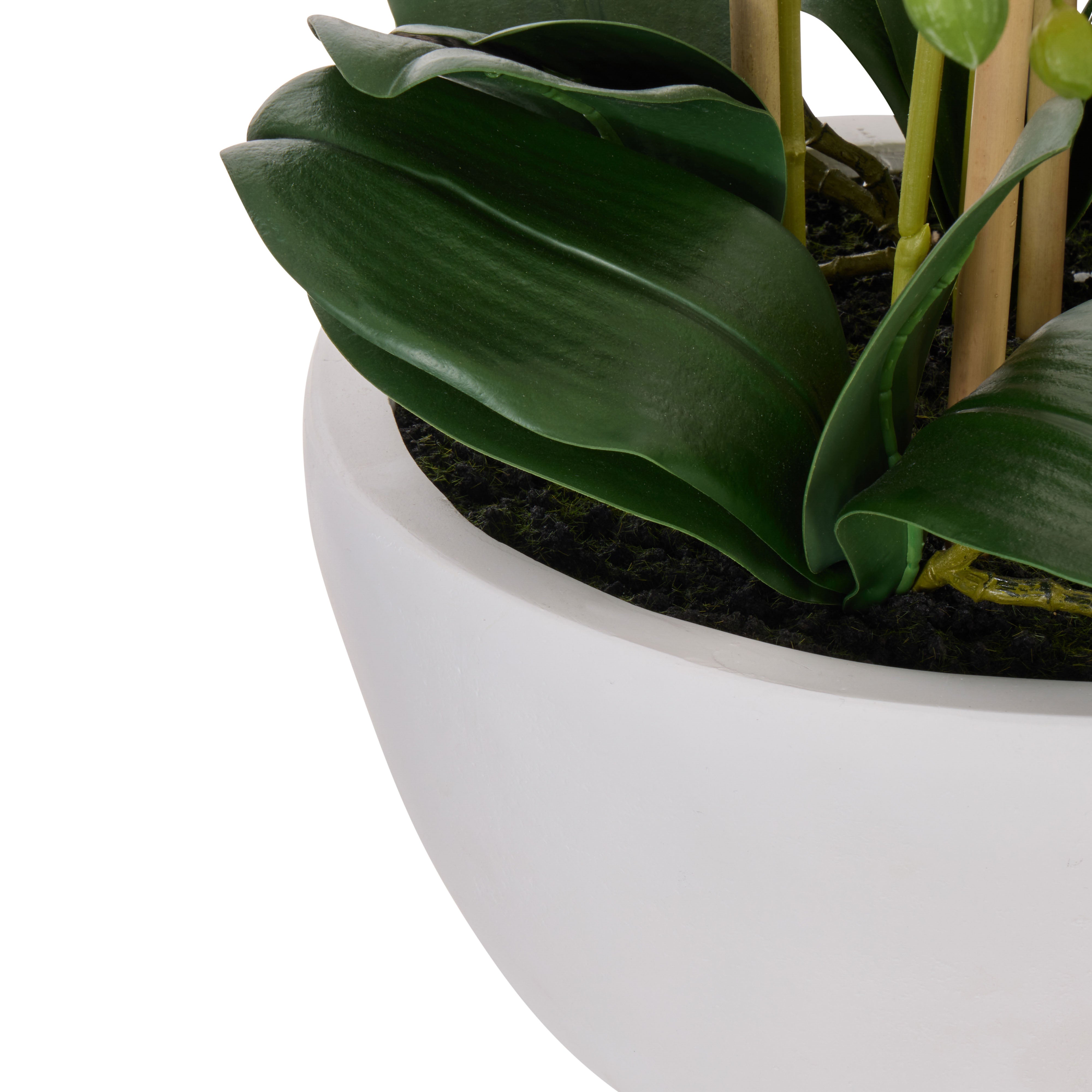 Rogue Phalaenopsis Orchid Pot White 71cm