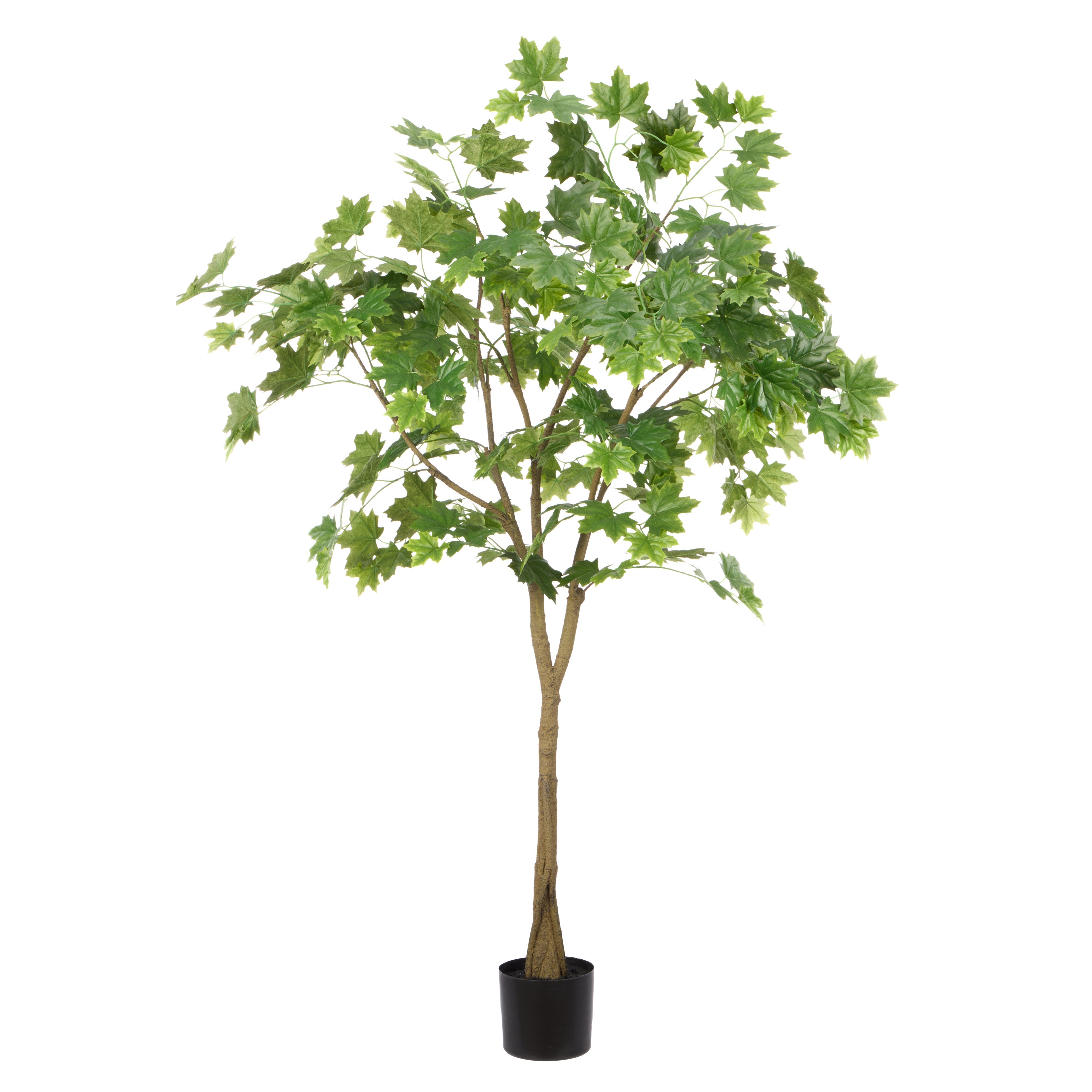Rogue Maple Tree - Garden Pot 150cm