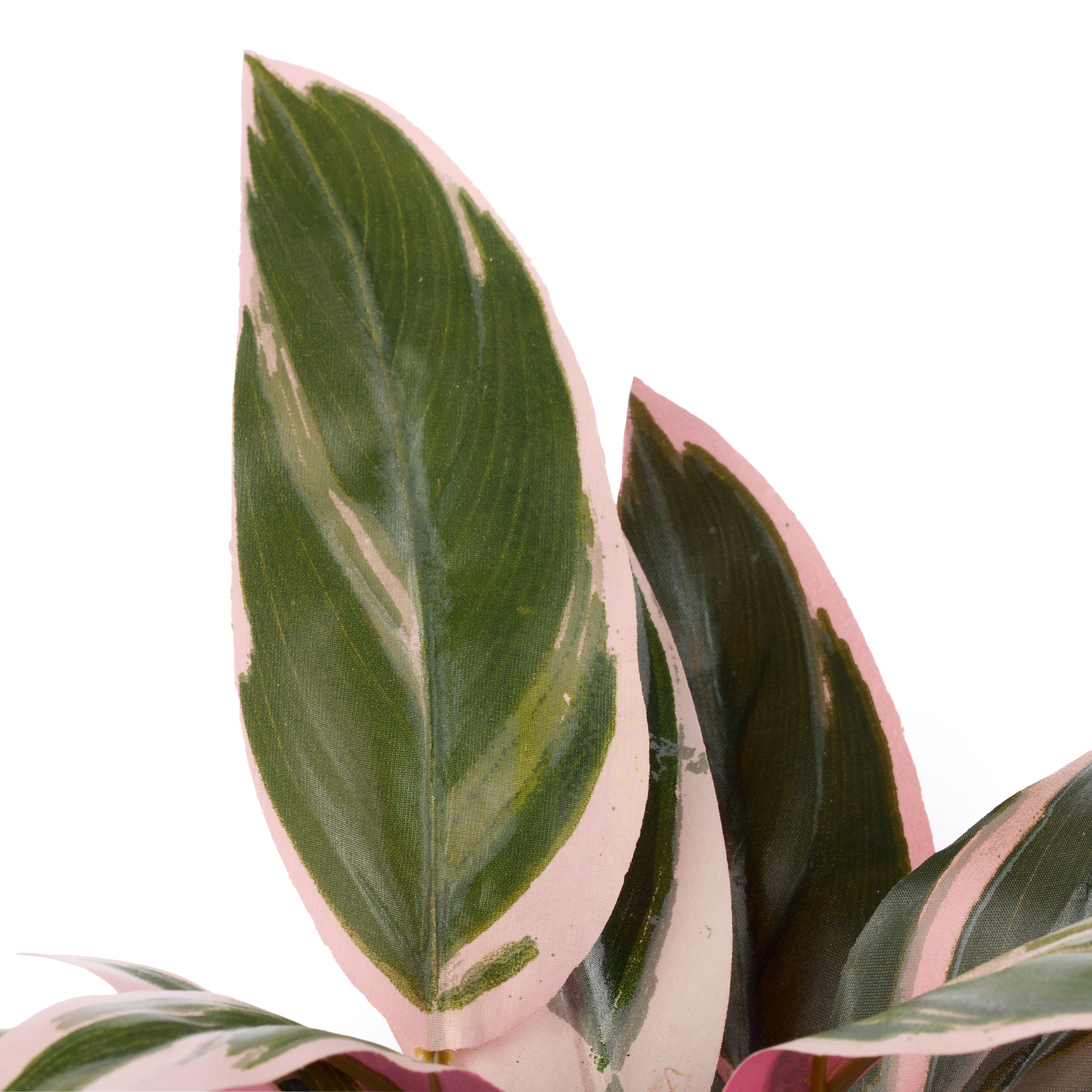 Rogue Cordyline Plant - Maliah Pot Pink & Green