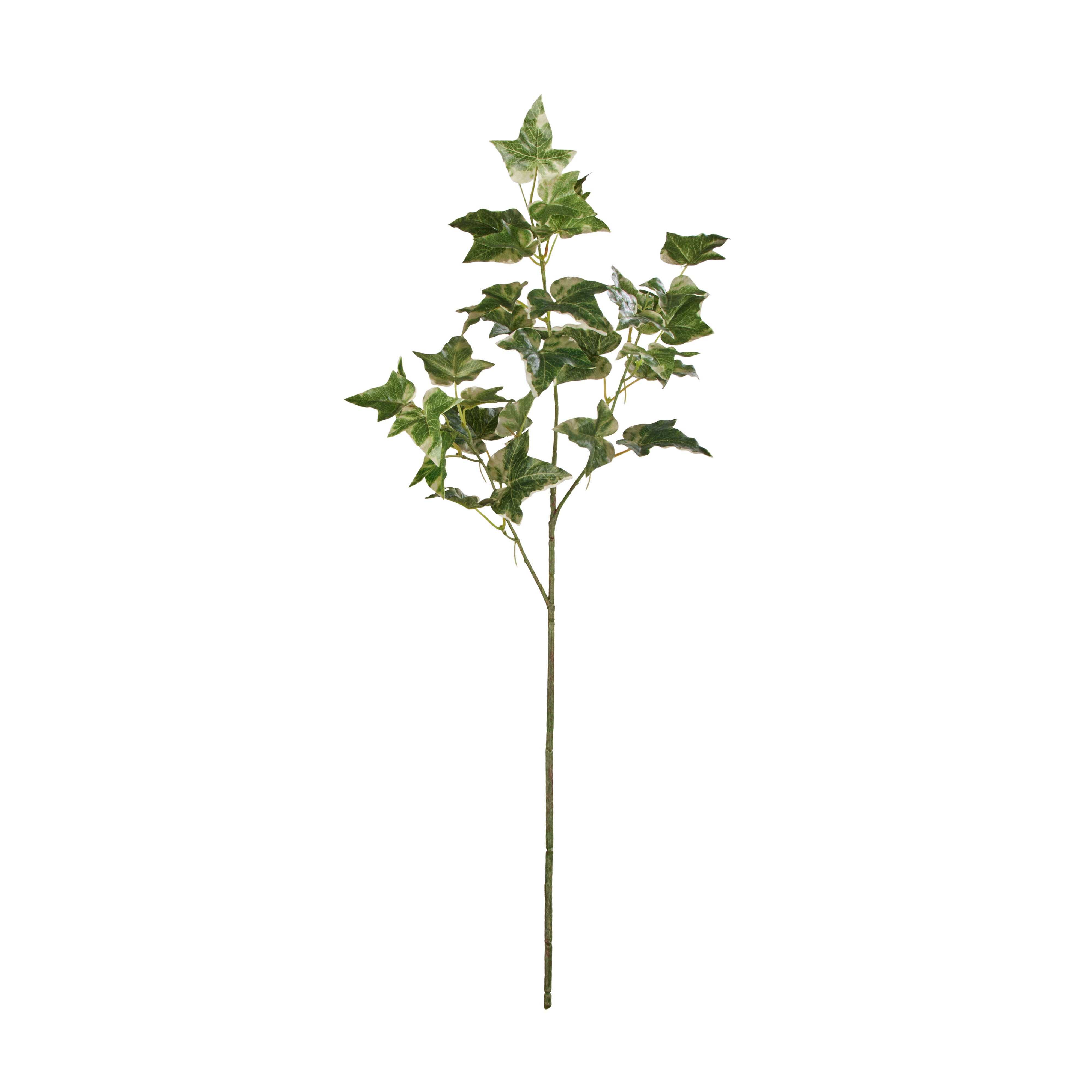 Rogue English Ivy Spray