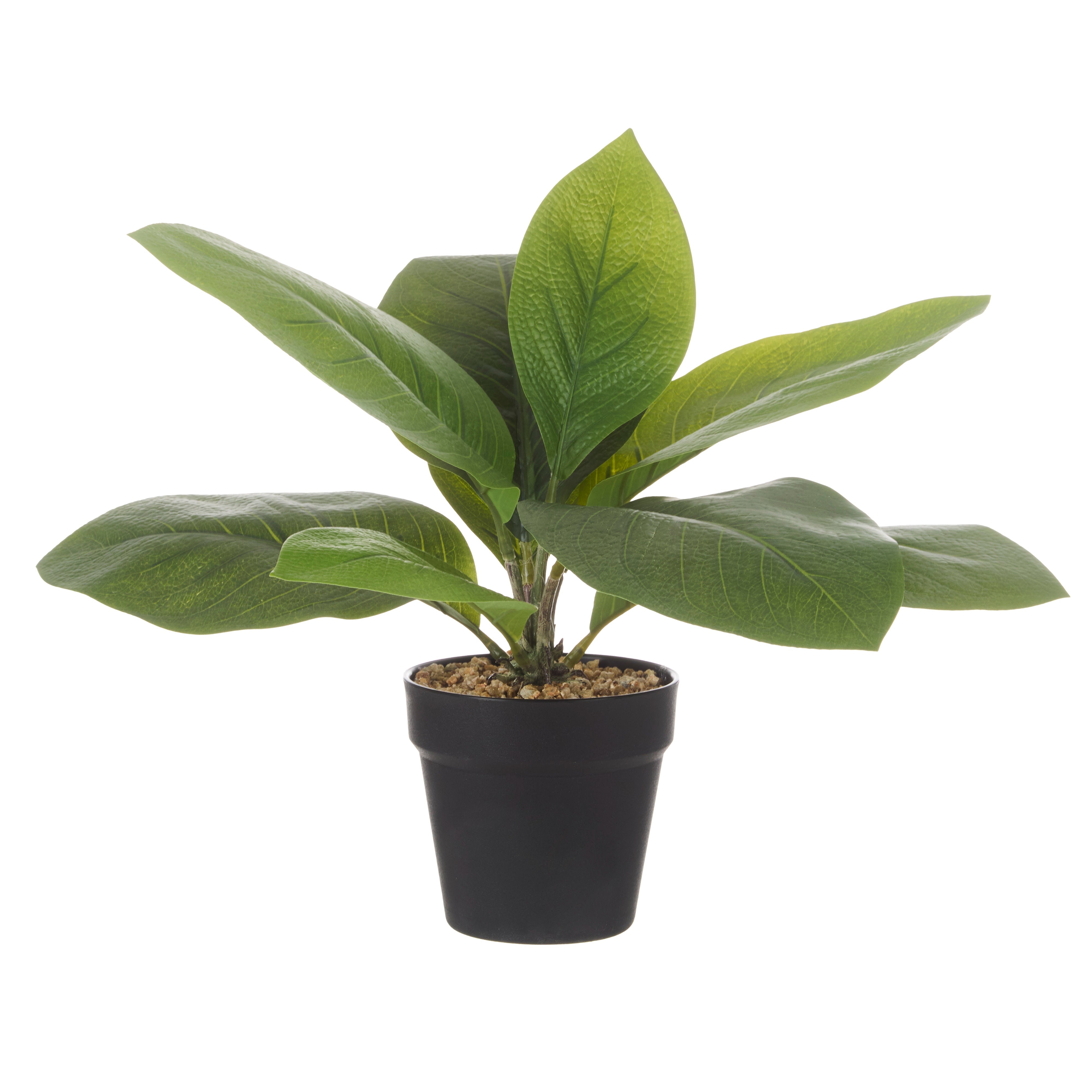 Rogue Lush Plant