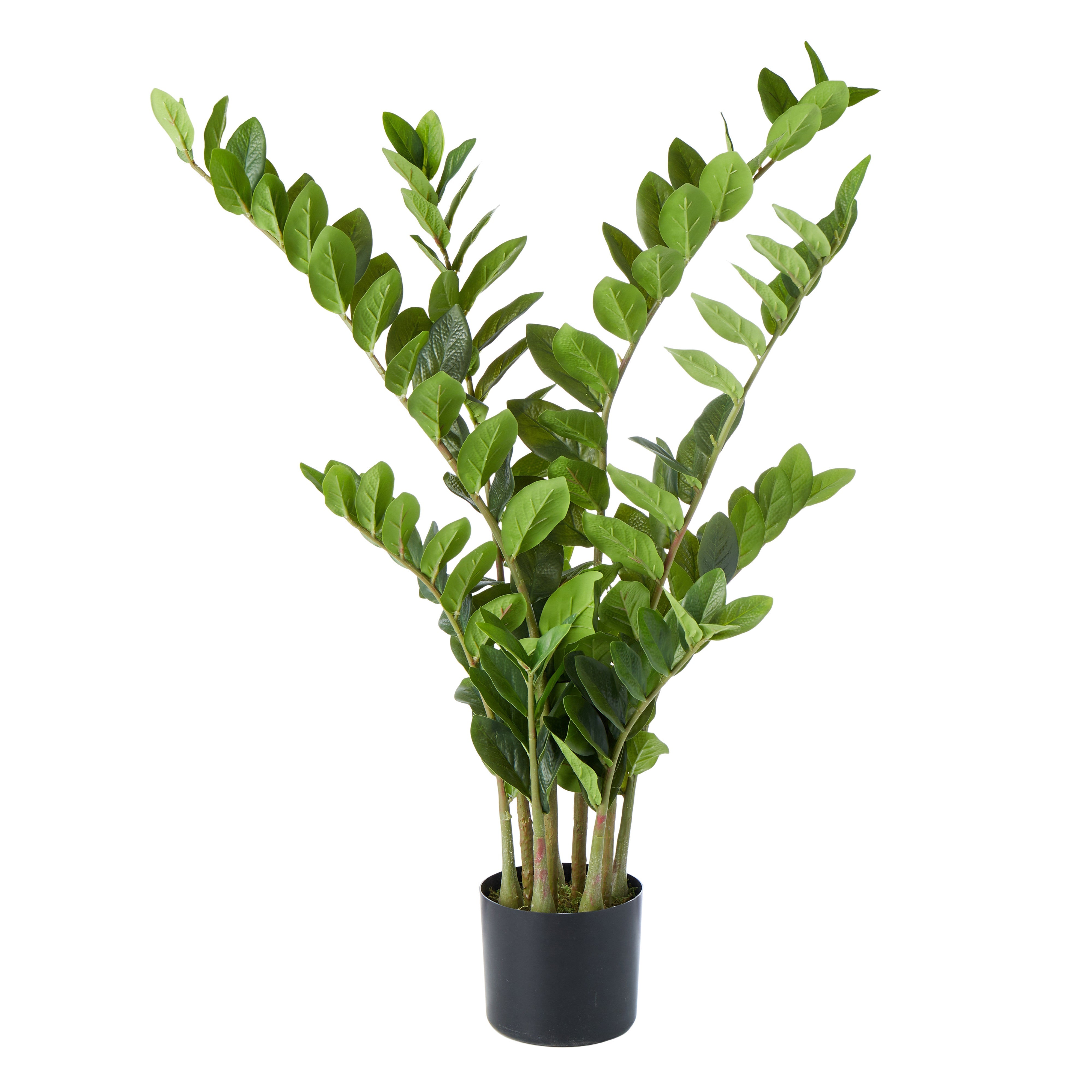 Rogue Zanzibar Gem - Garden Pot 90cm