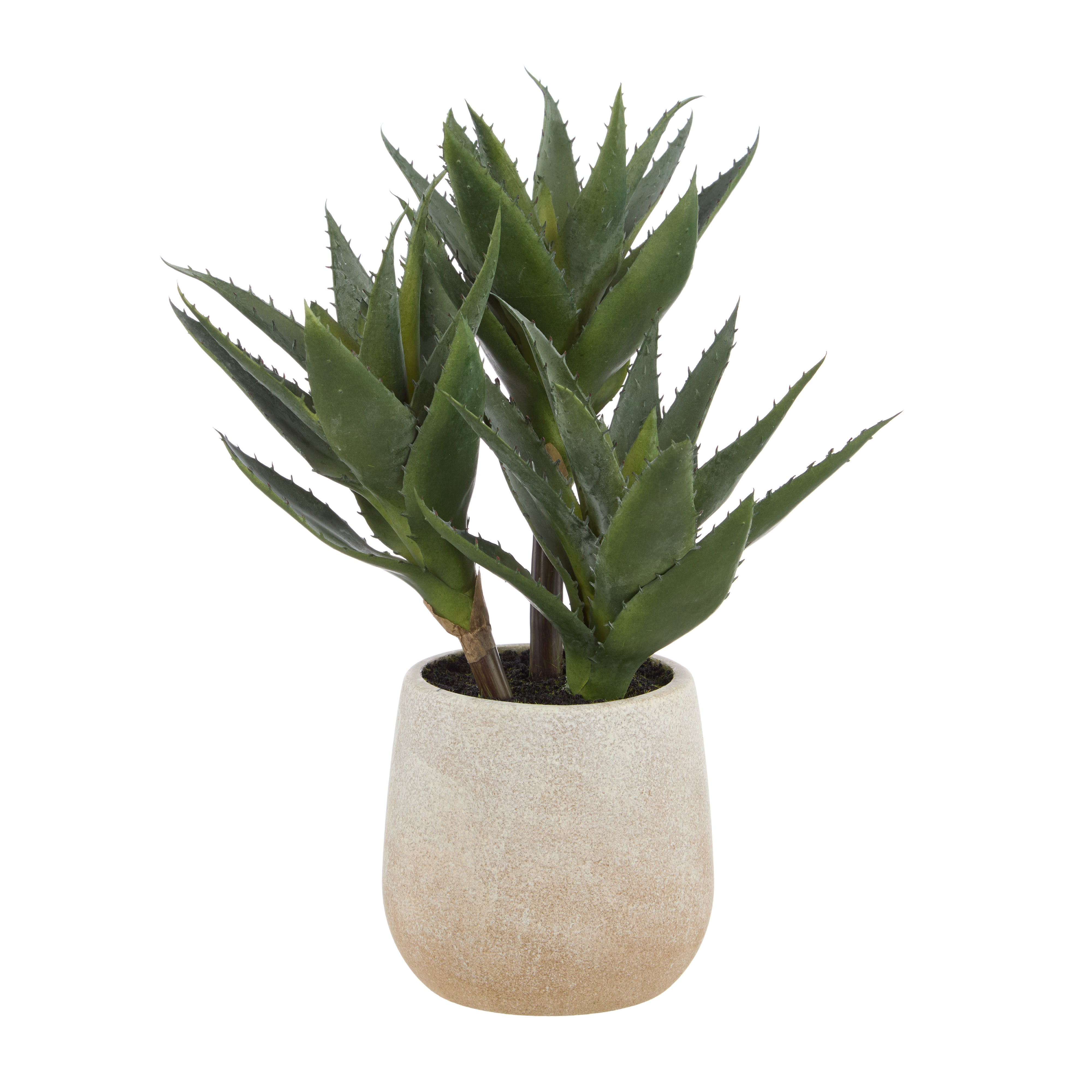 Rogue Aloe 3 Heads Pot
