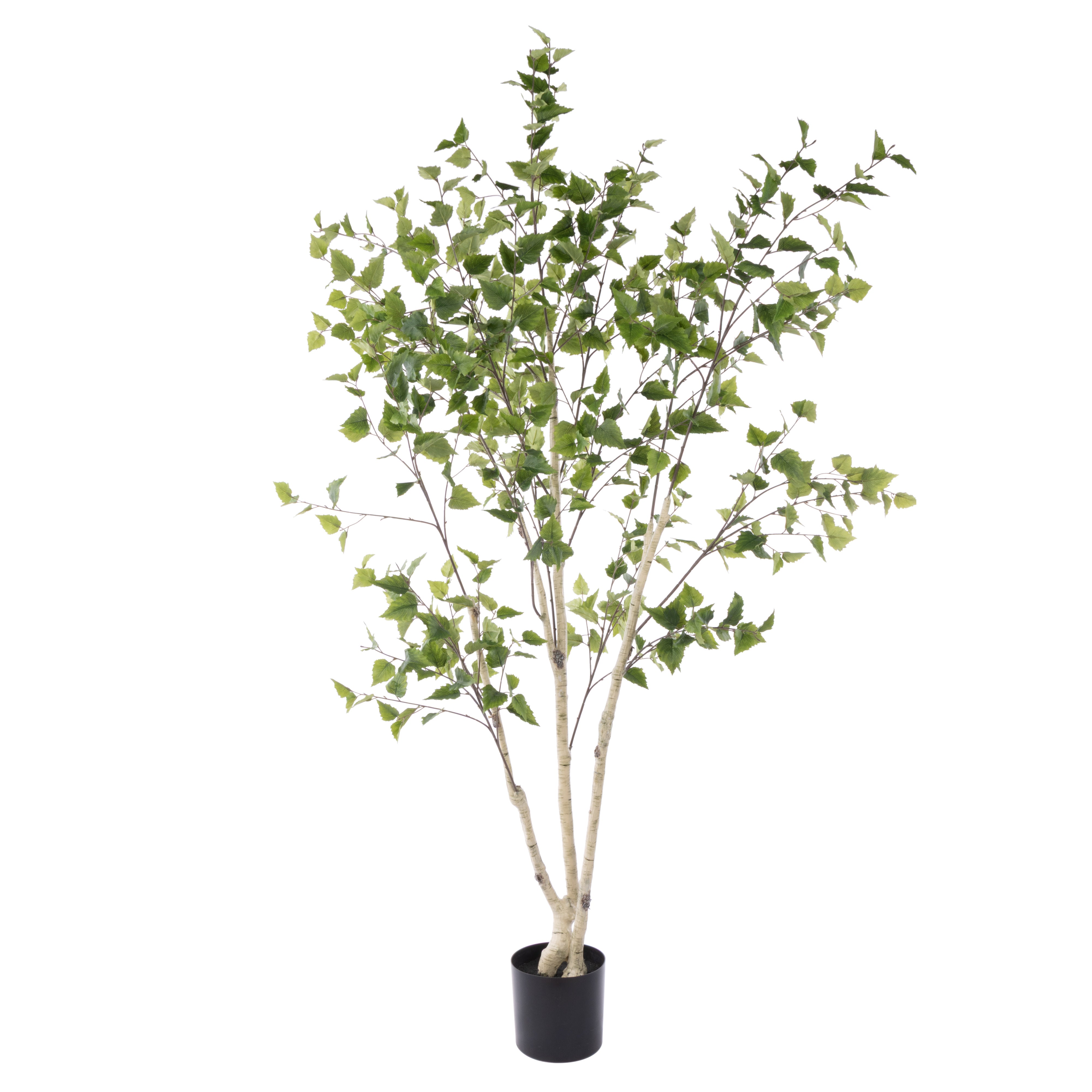 Rogue Silver Birch Tree - Garden Pot 208cm