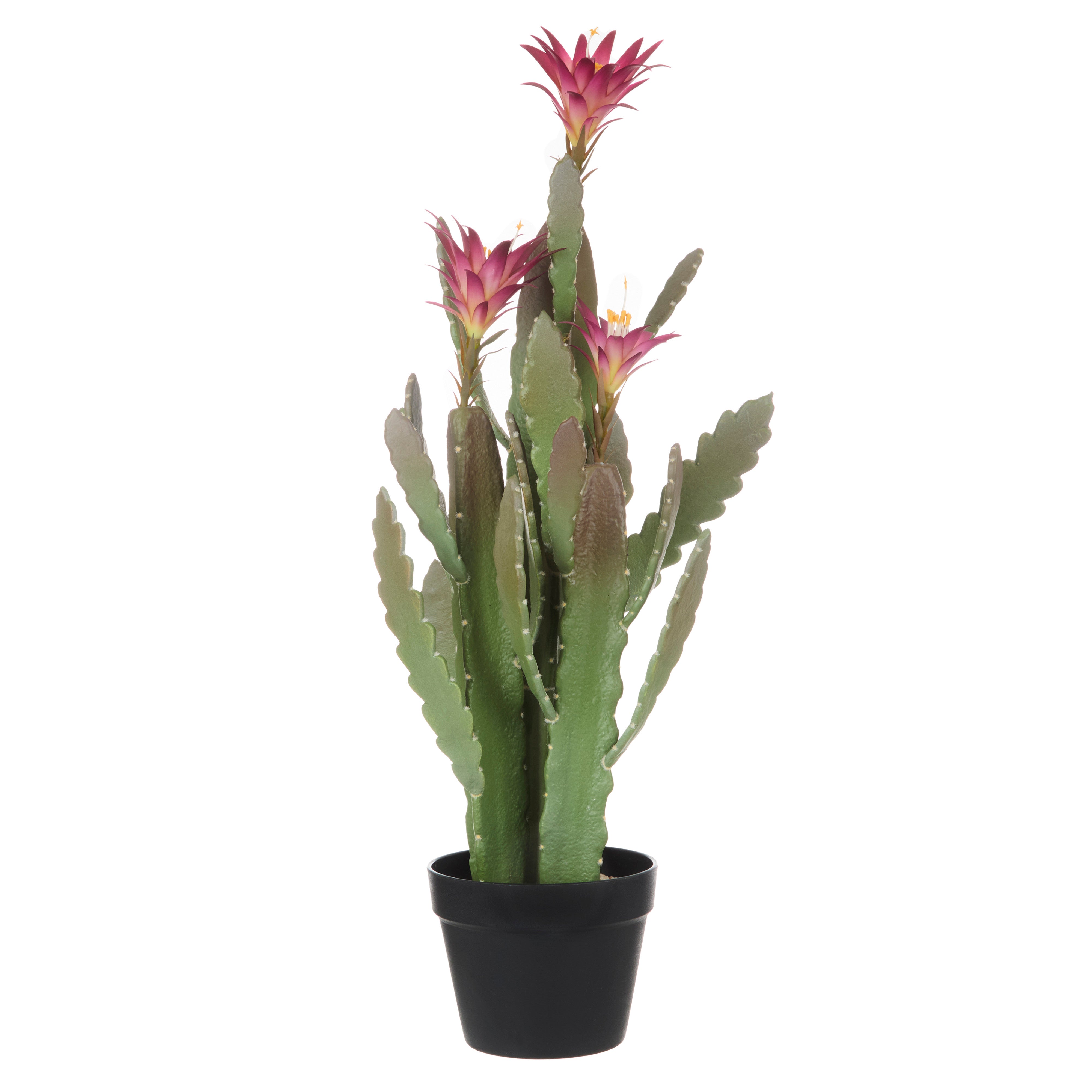 Rogue Flowering Cactus - Garden Pot Green 78.7cm
