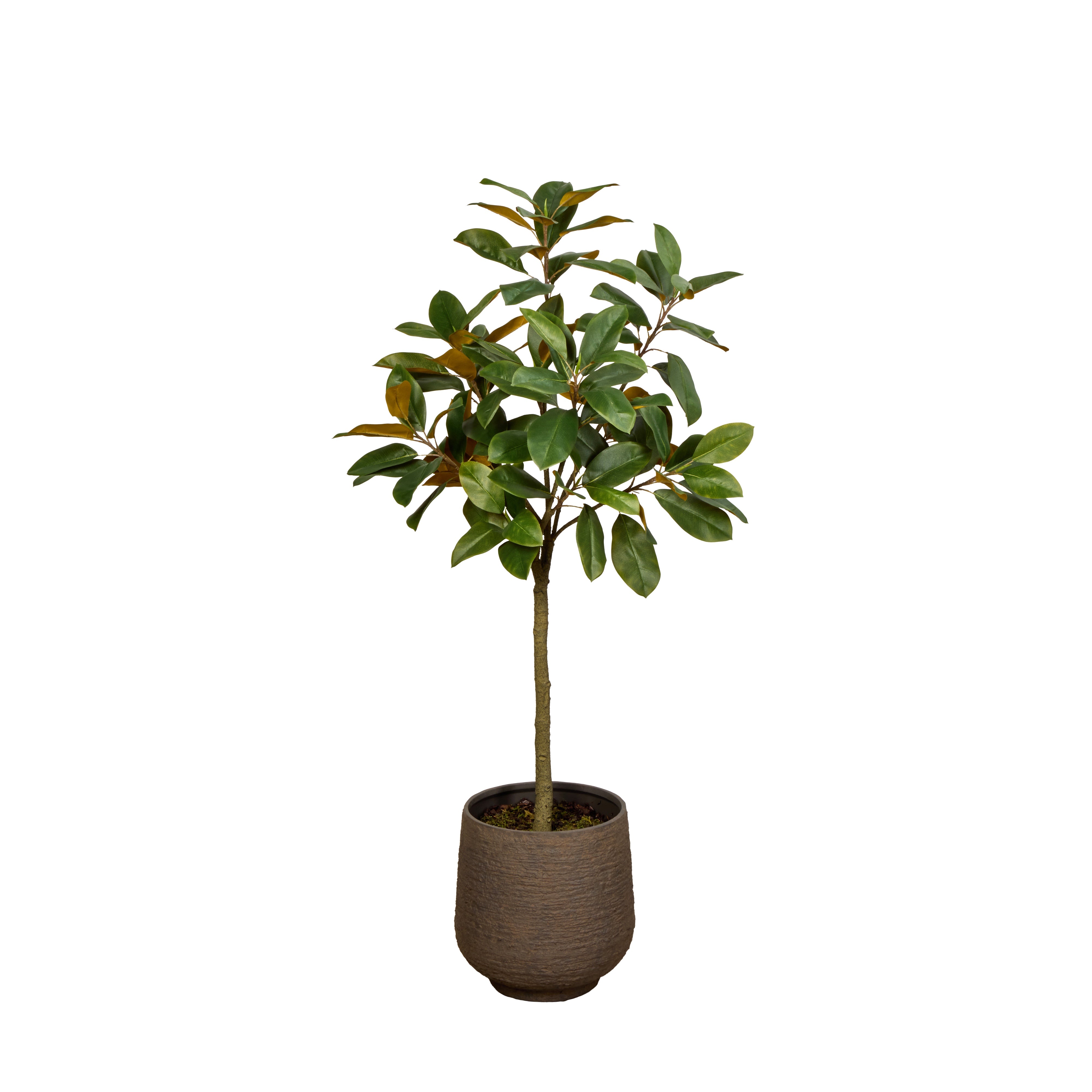 Rogue Magnolia Tree - Trillium Planter