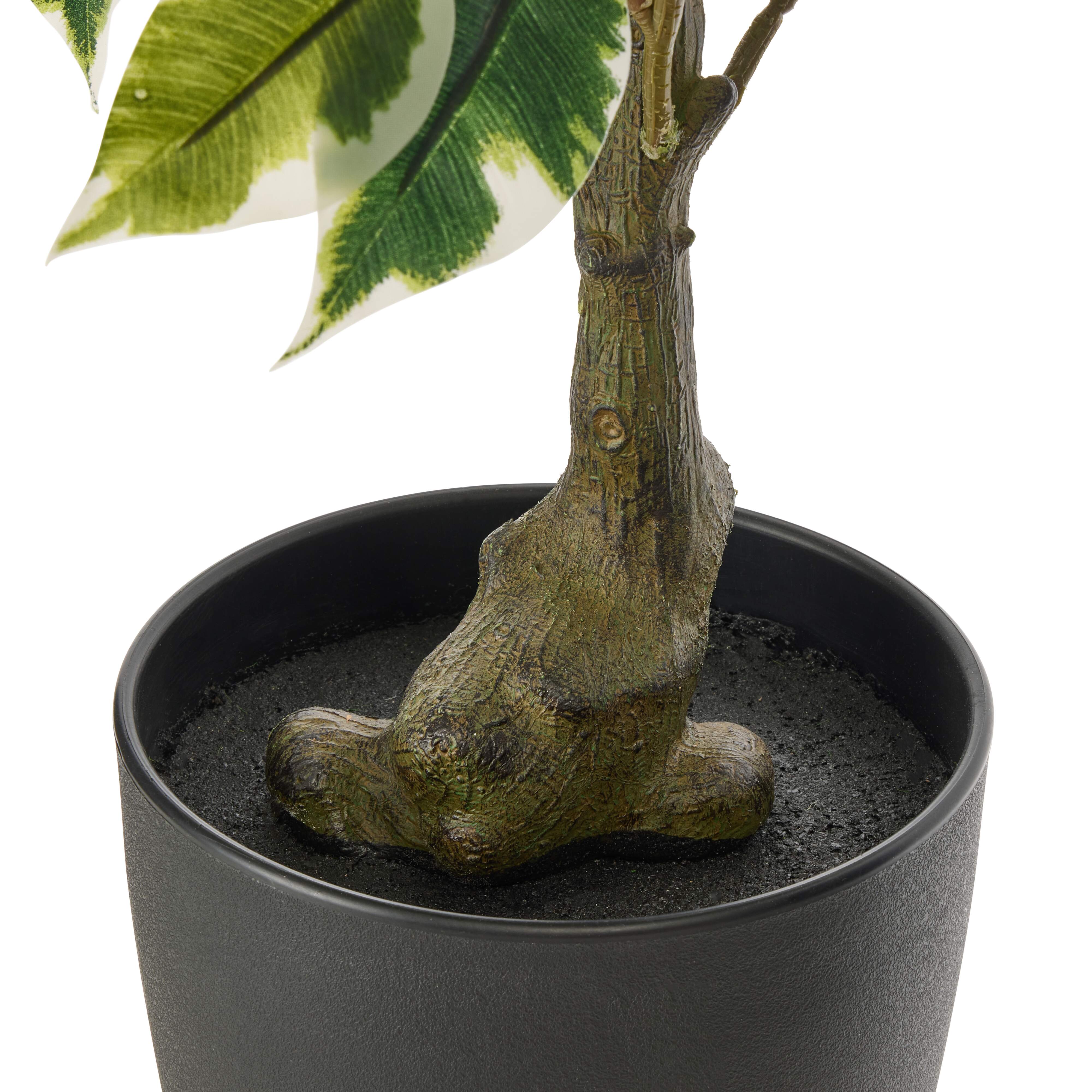 Rogue Ficus Tree Pot Variegated 70cm