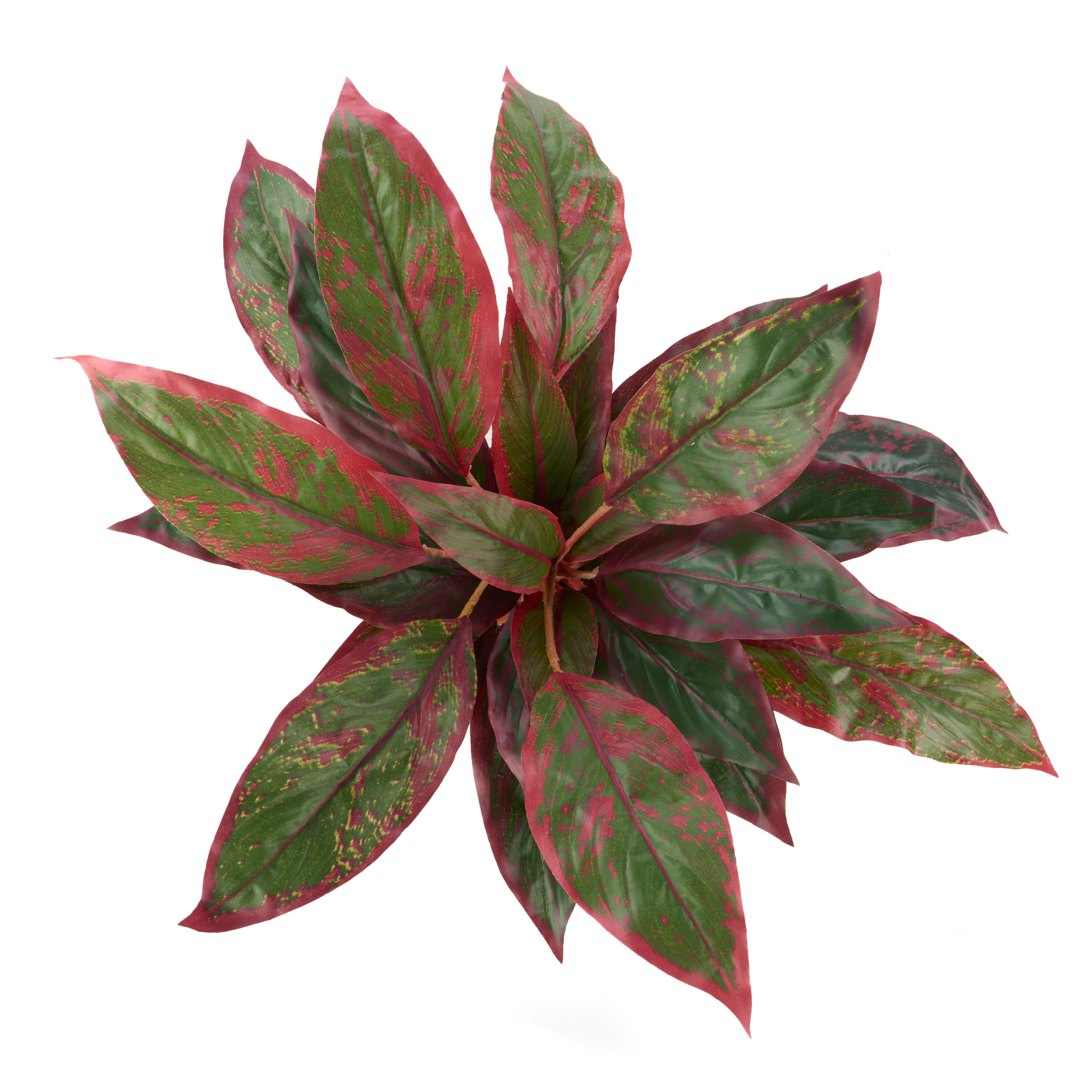 Rogue Cordyline - Garden Pot Red & Green