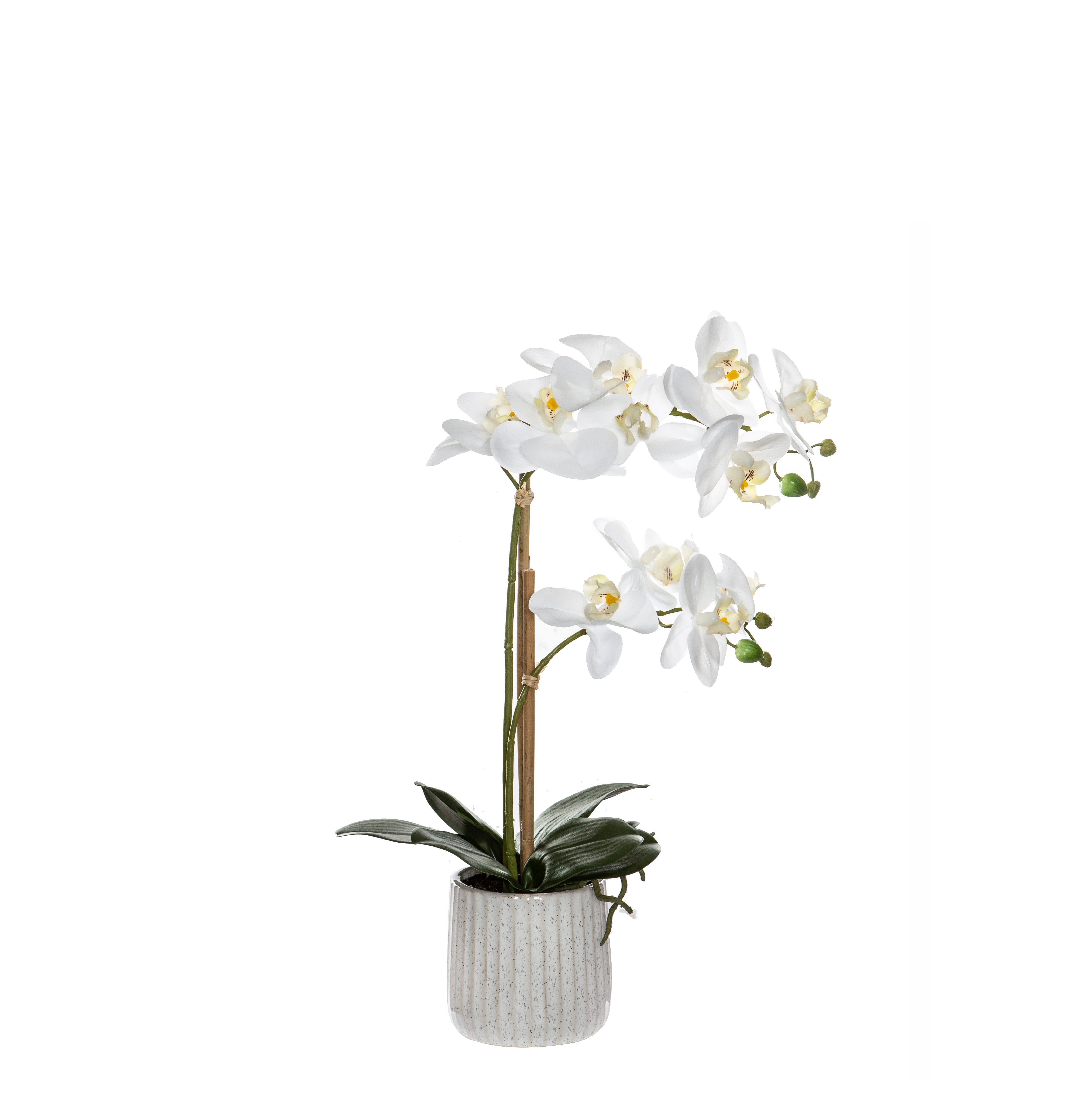 Rogue Butterfly Orchid - Ceramic Pot