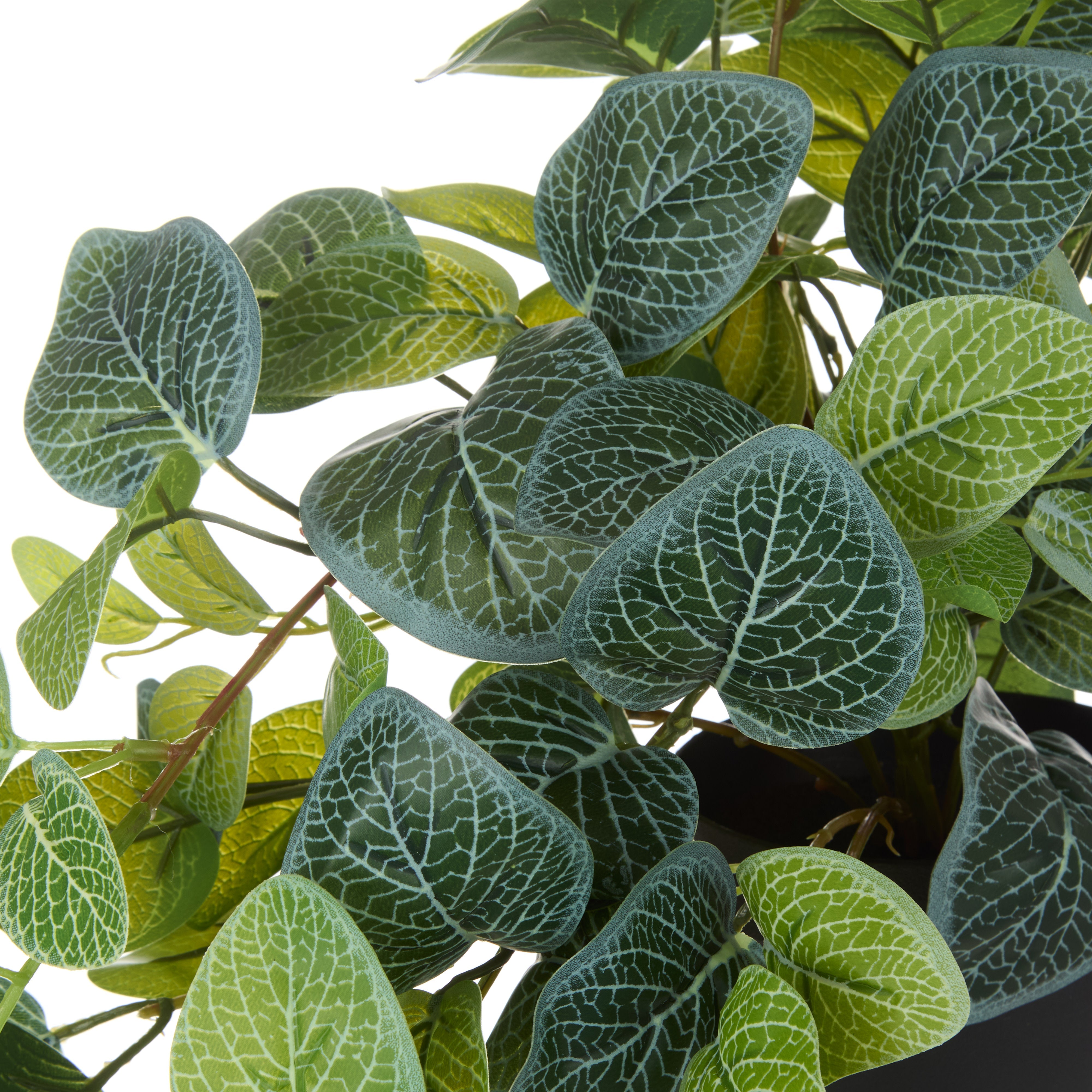 Rogue Fittonia Hanging