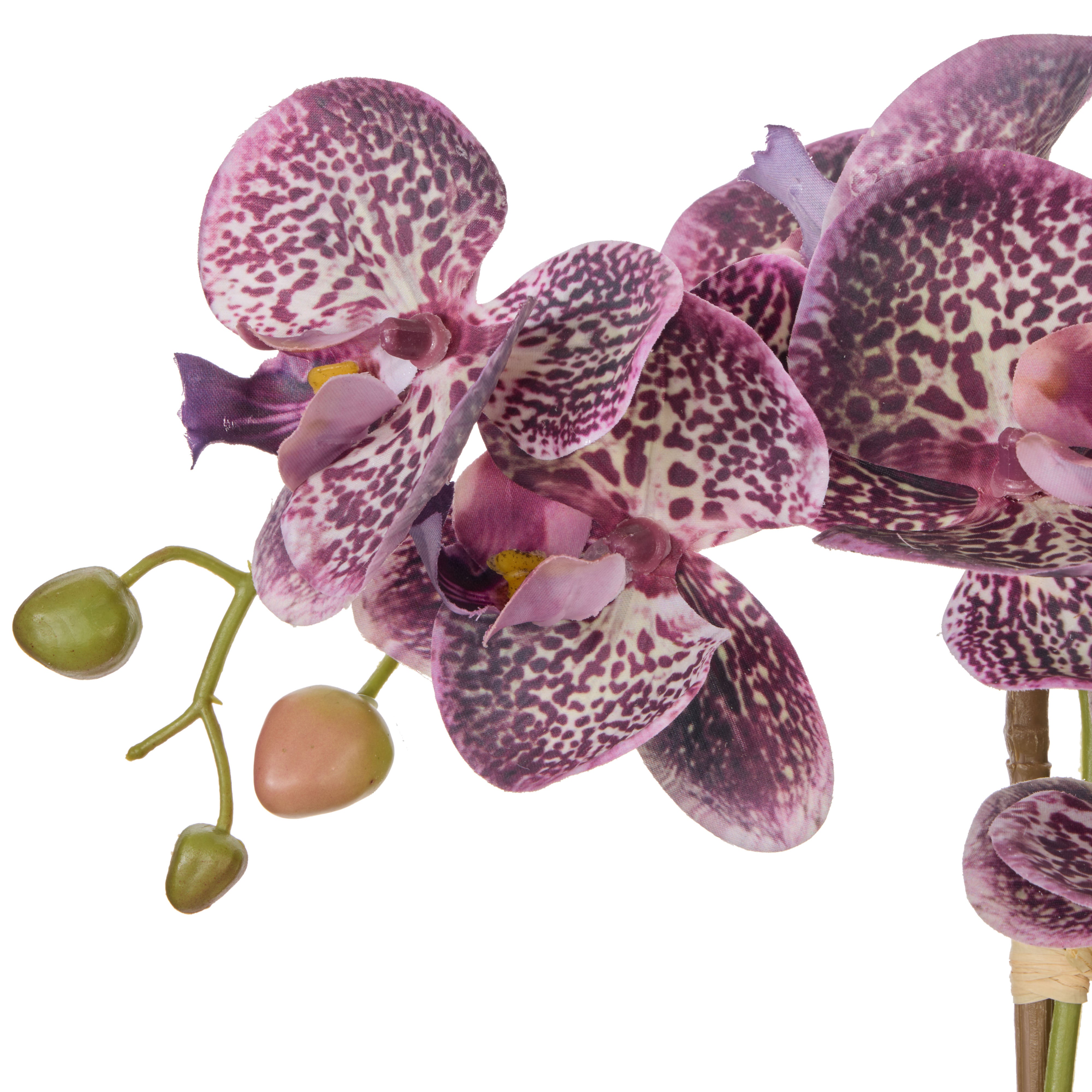 Rogue Phalaenopsis Orchid Pot Purple 44cm