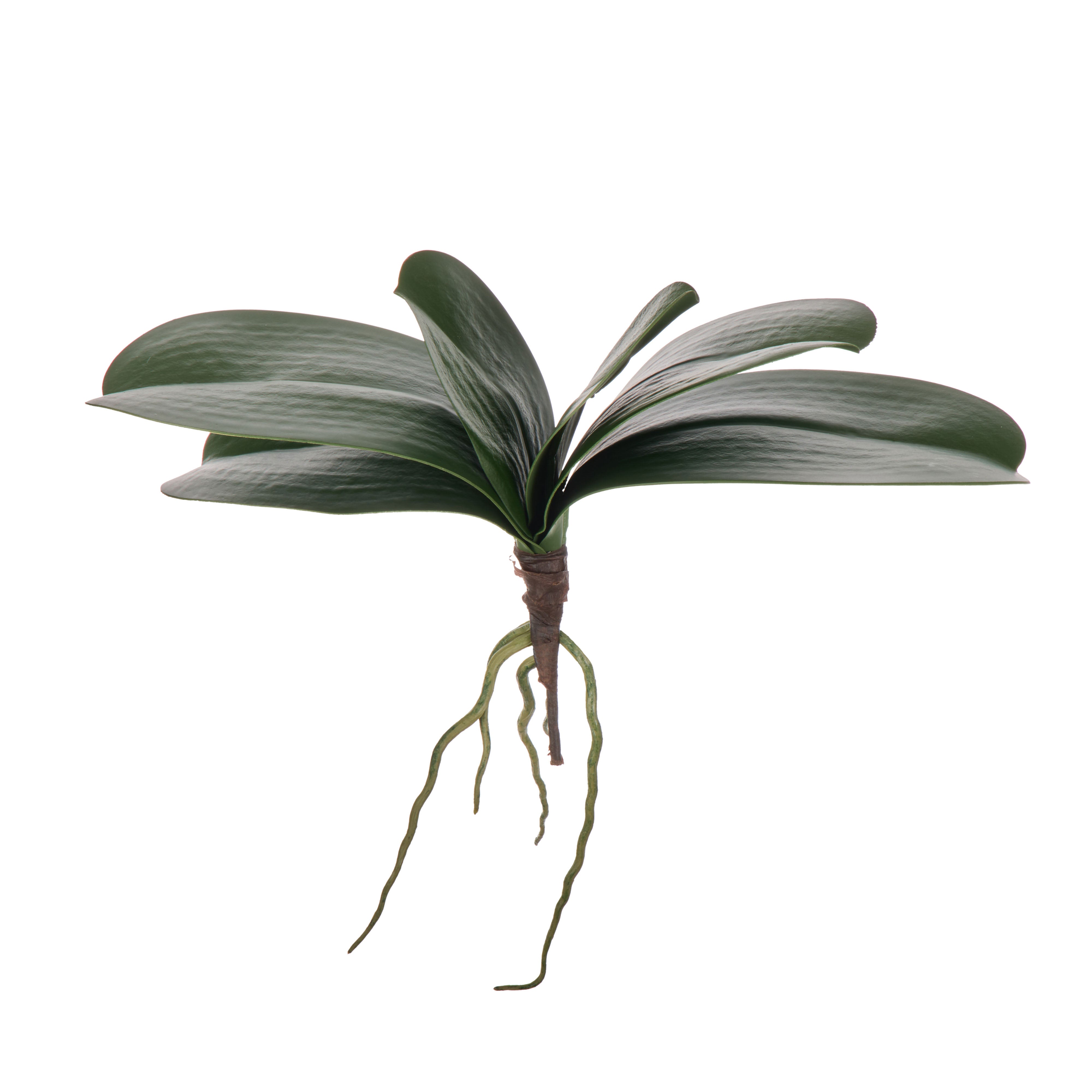 Rogue Orchid Rooted Foliage 24cm