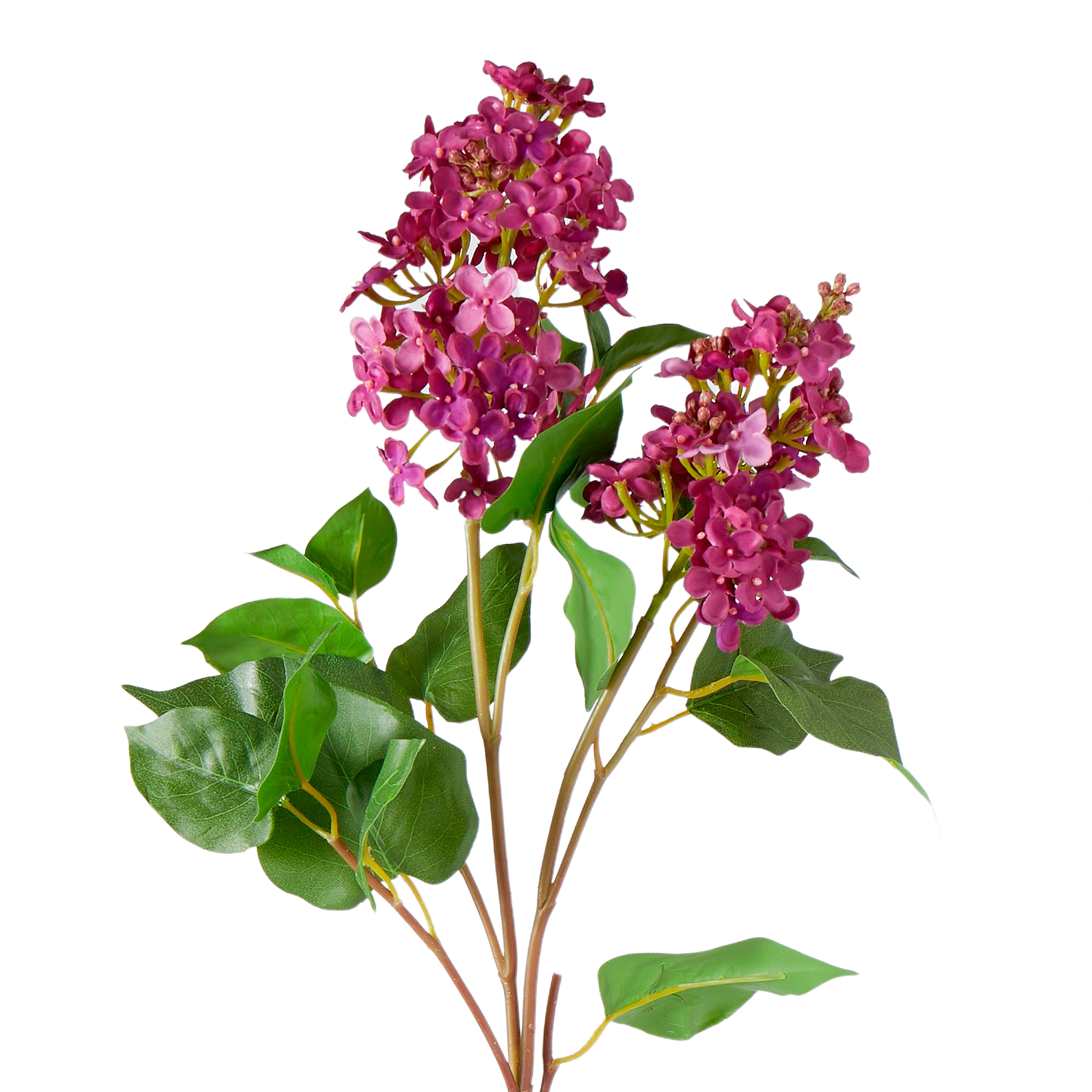 Rogue Lilac Spray Dark Burgundy