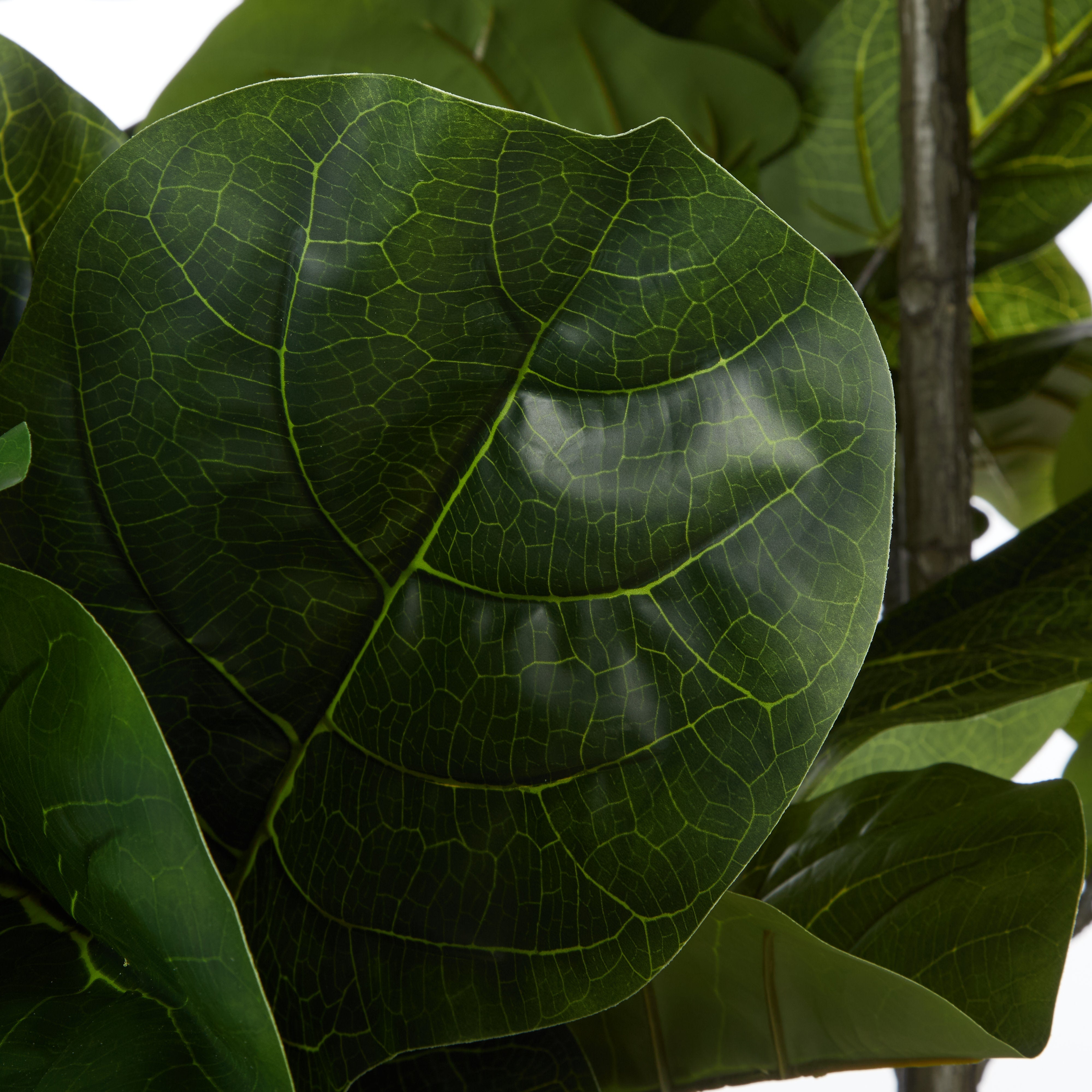 Rogue Giant Fiddle Plant - Vienna Planter 120 x 250cm