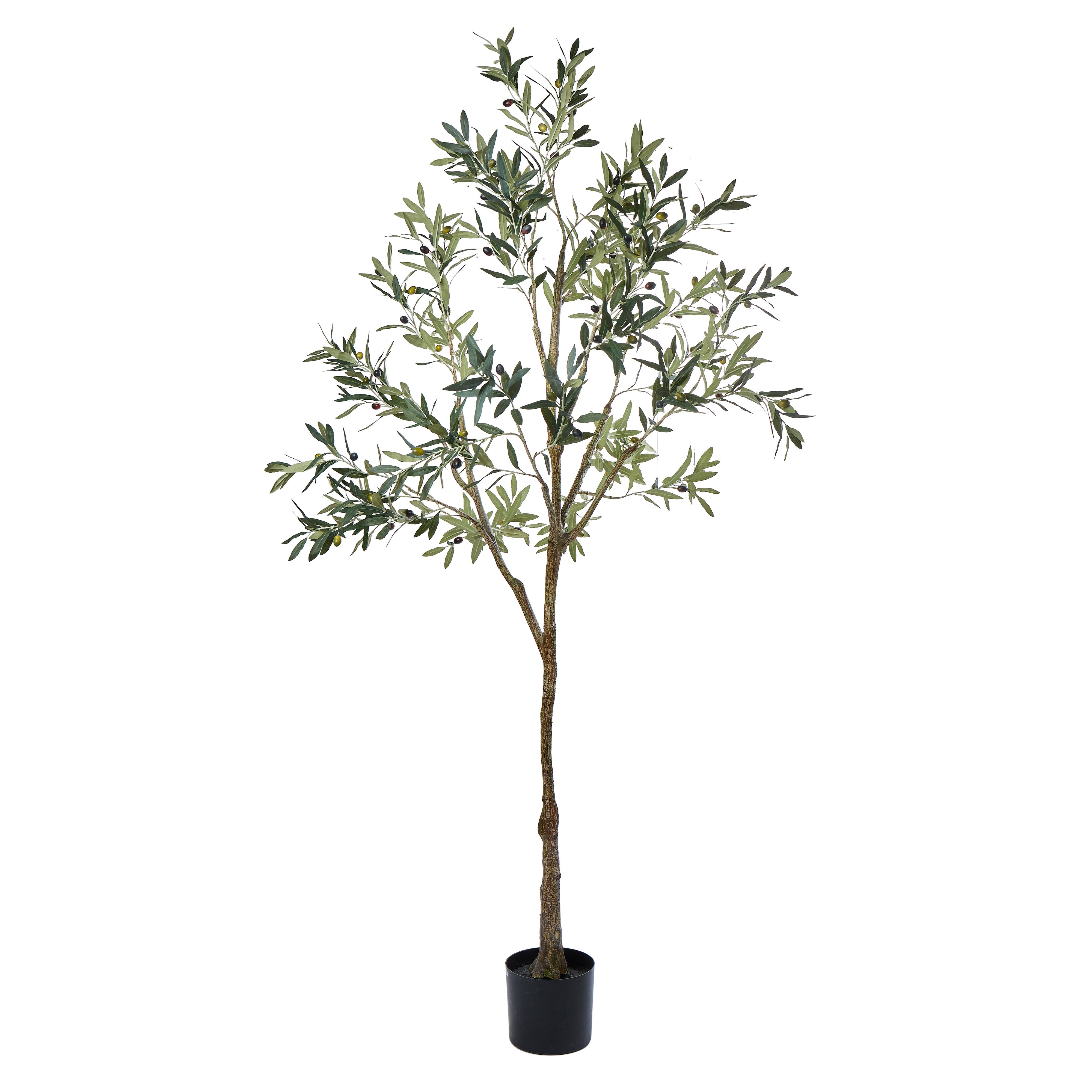 Rogue Olive Tree 213cm