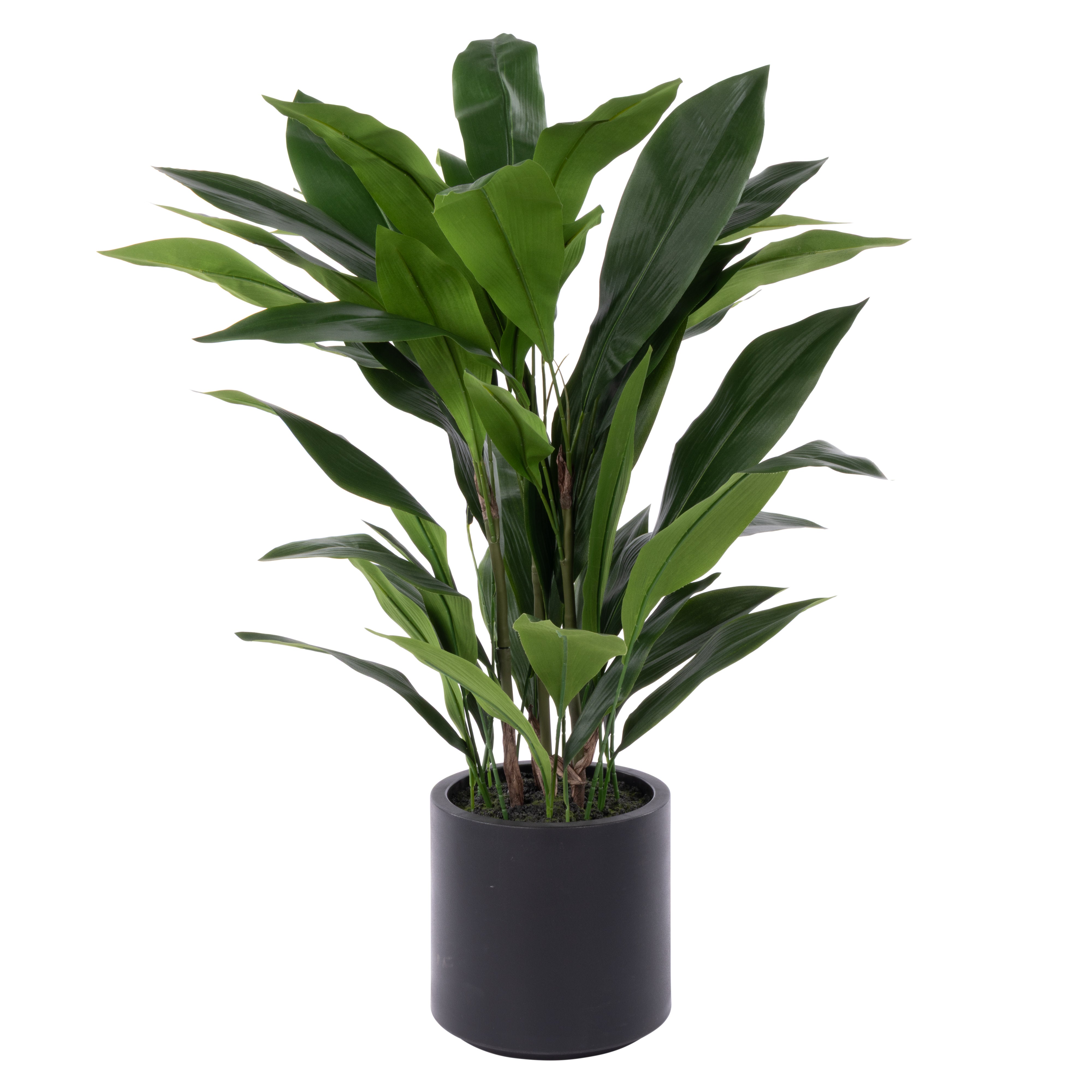 Rogue Cast Iron Plant UV Potted Large