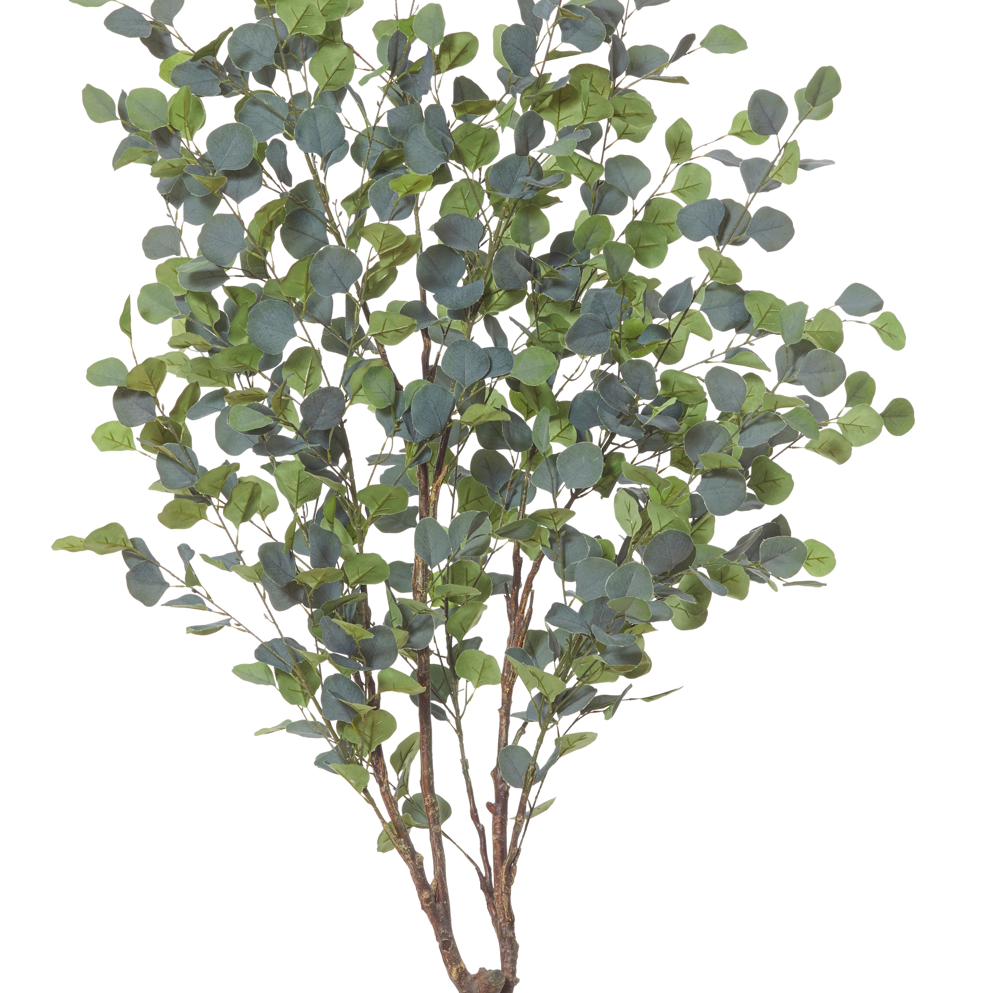 Rogue Eucalyptus Tree 180cm