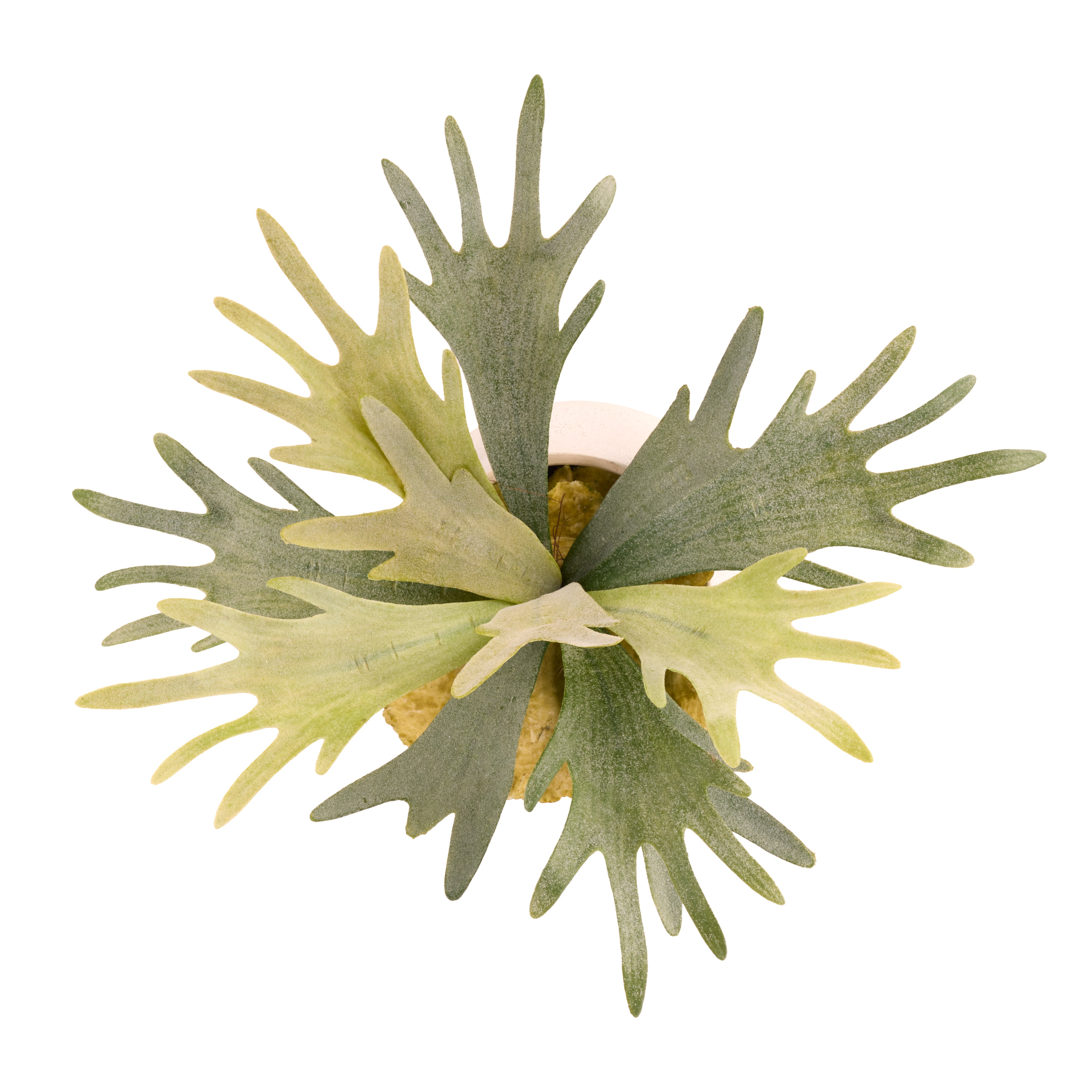 Rogue Staghorn Fern - Maliah Pot