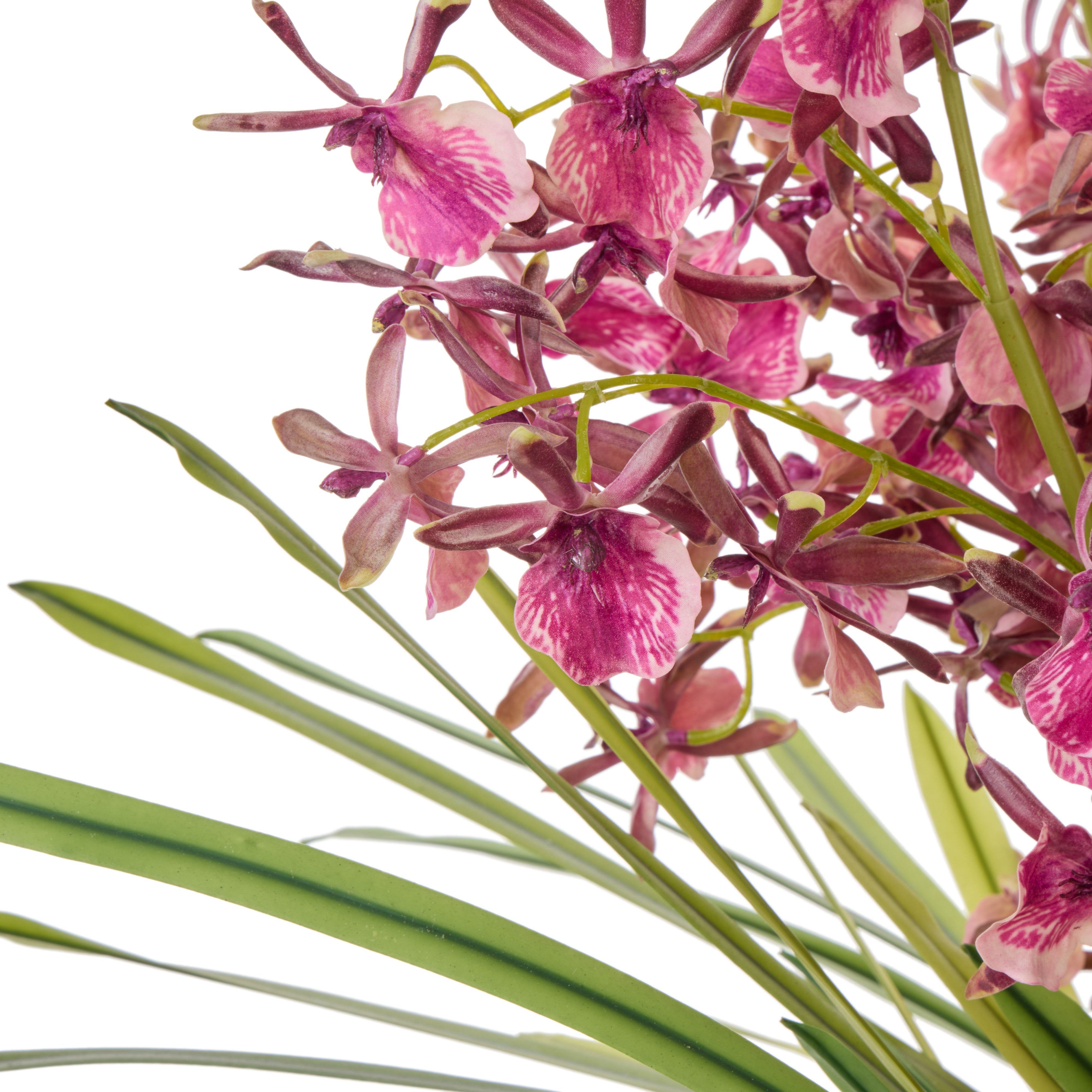 Rogue Dendrobium Plant - Maliah Burgundy & Green Large