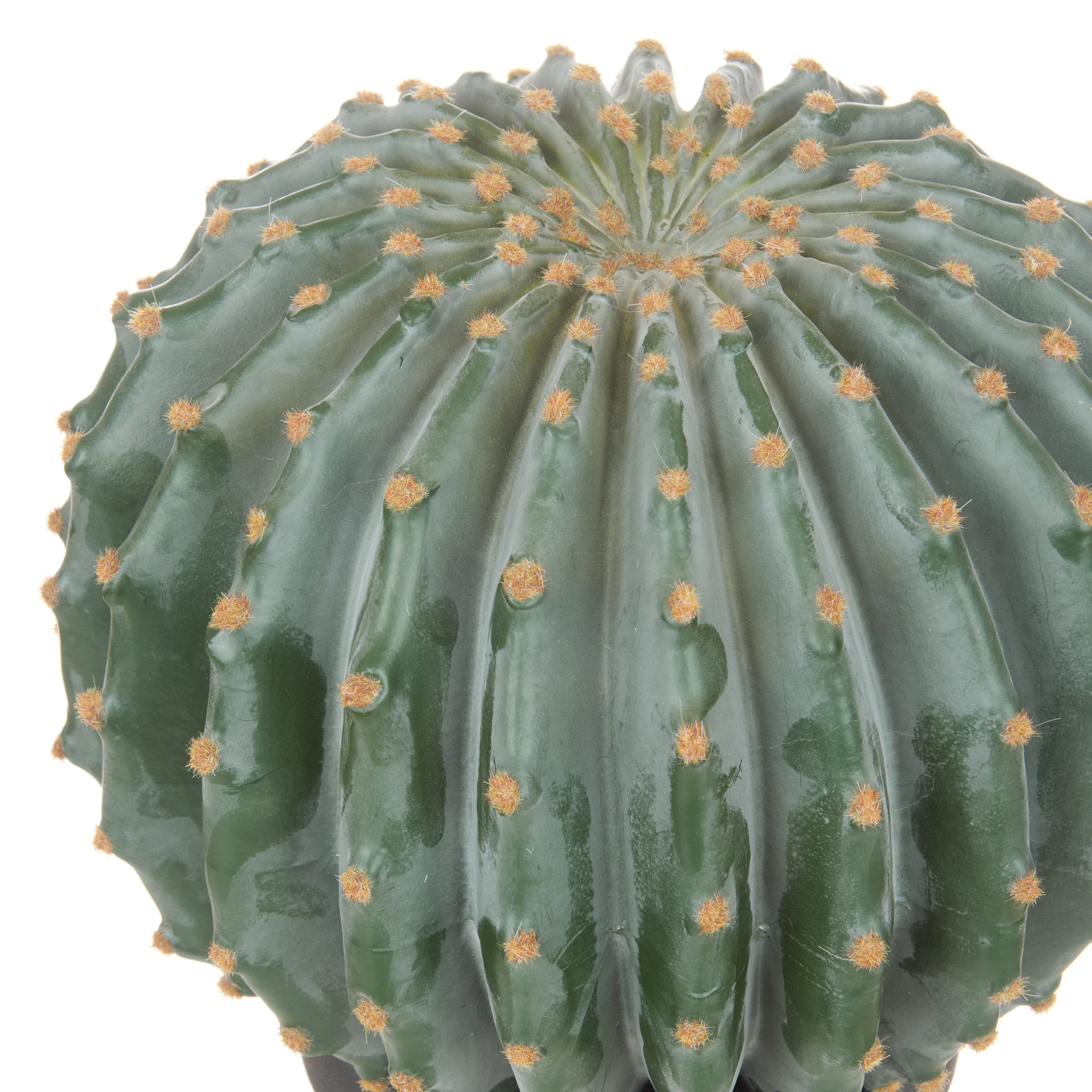 Rogue Barrel Cactus - Garden Pot