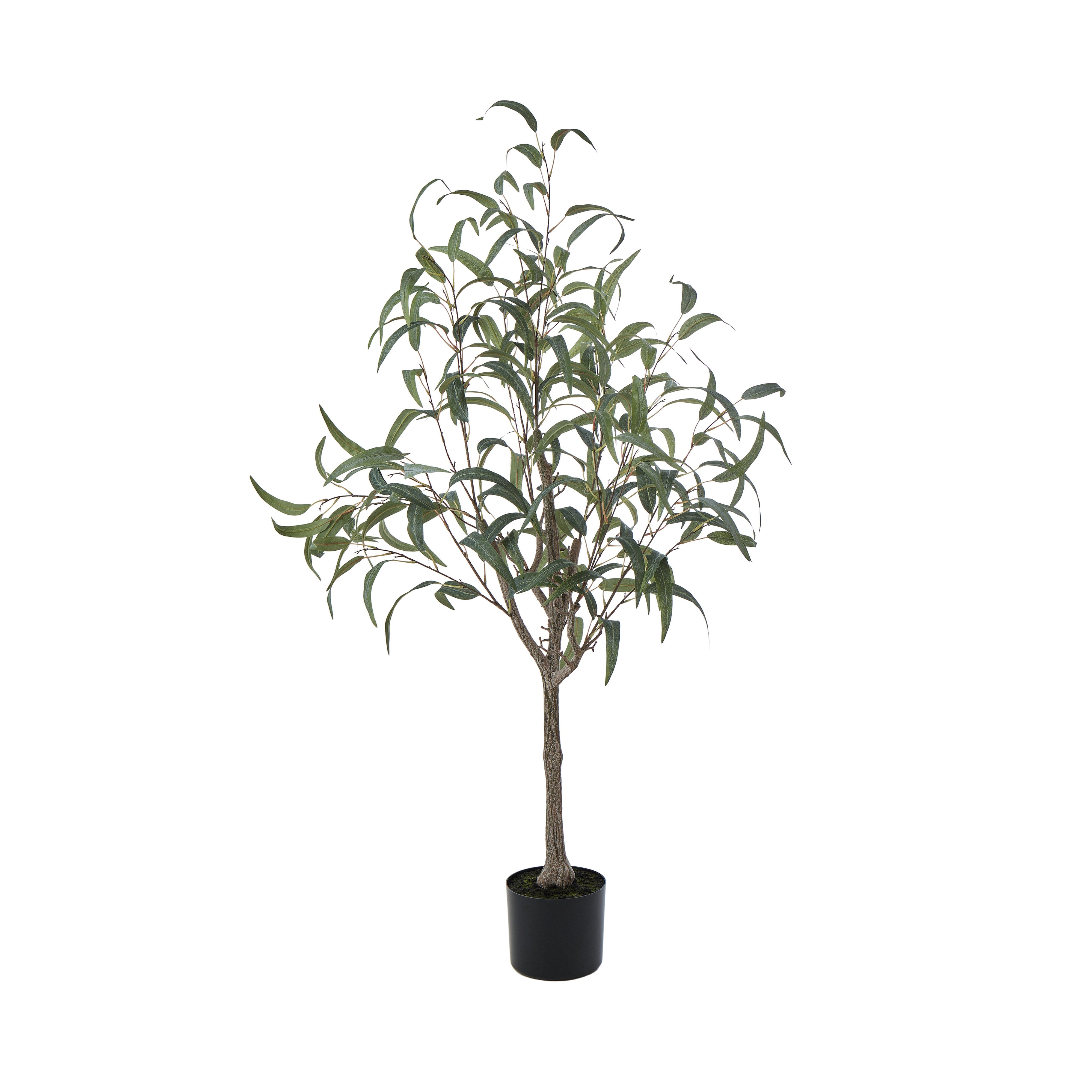 Rogue Eucalyptus Tree 127cm