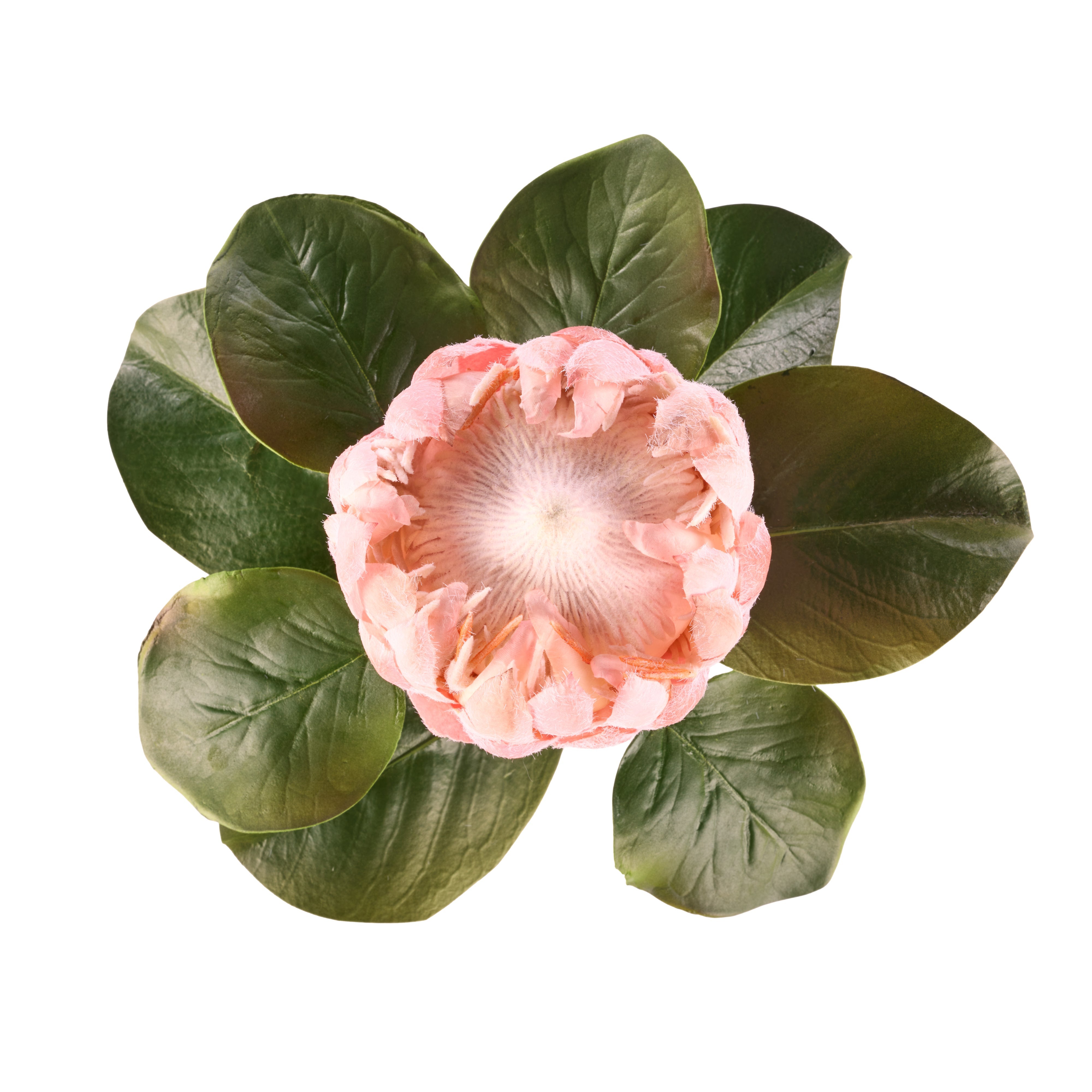 Rogue Grand Protea Stem Pink