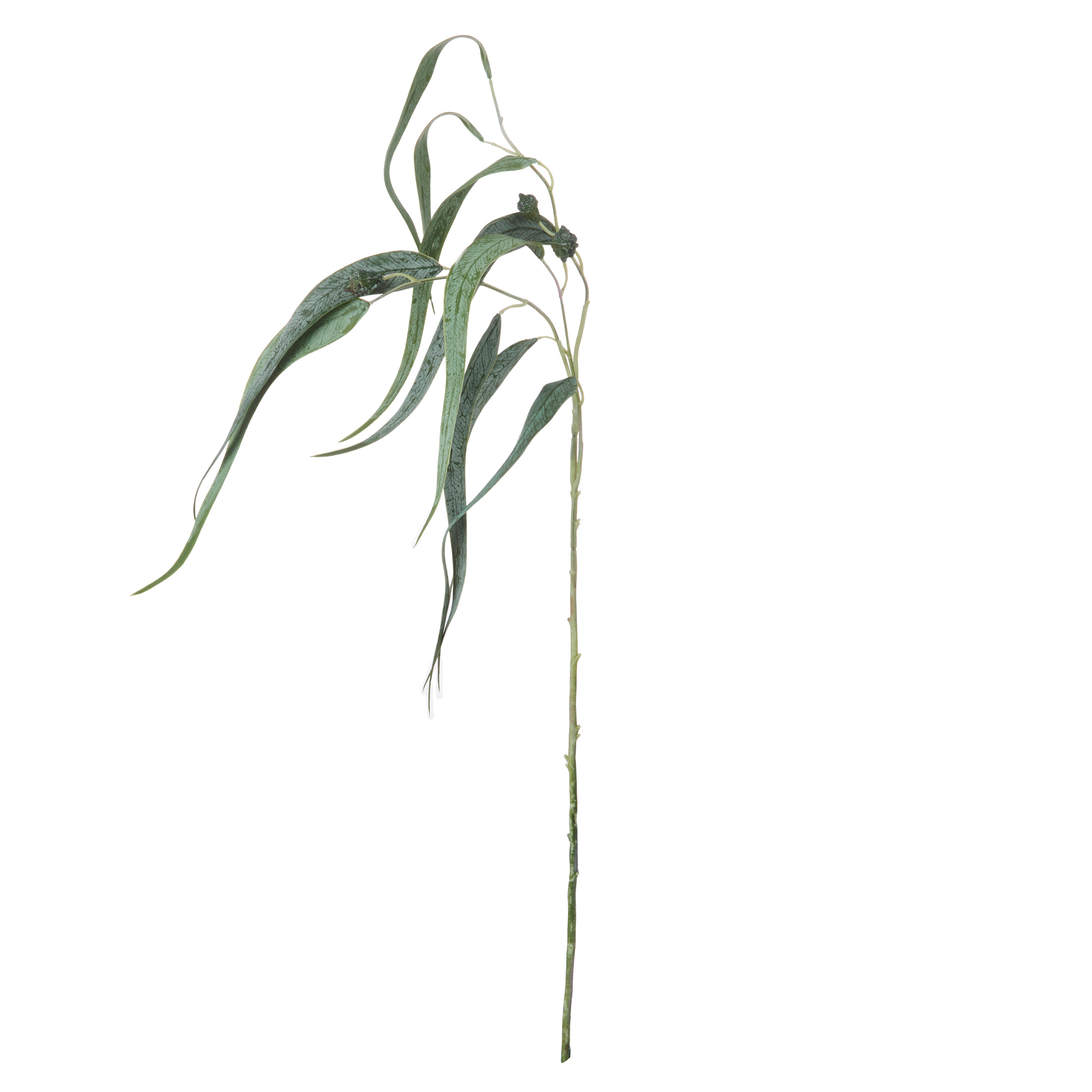 Rogue Eucalyptus Gumnut Spray 87cm