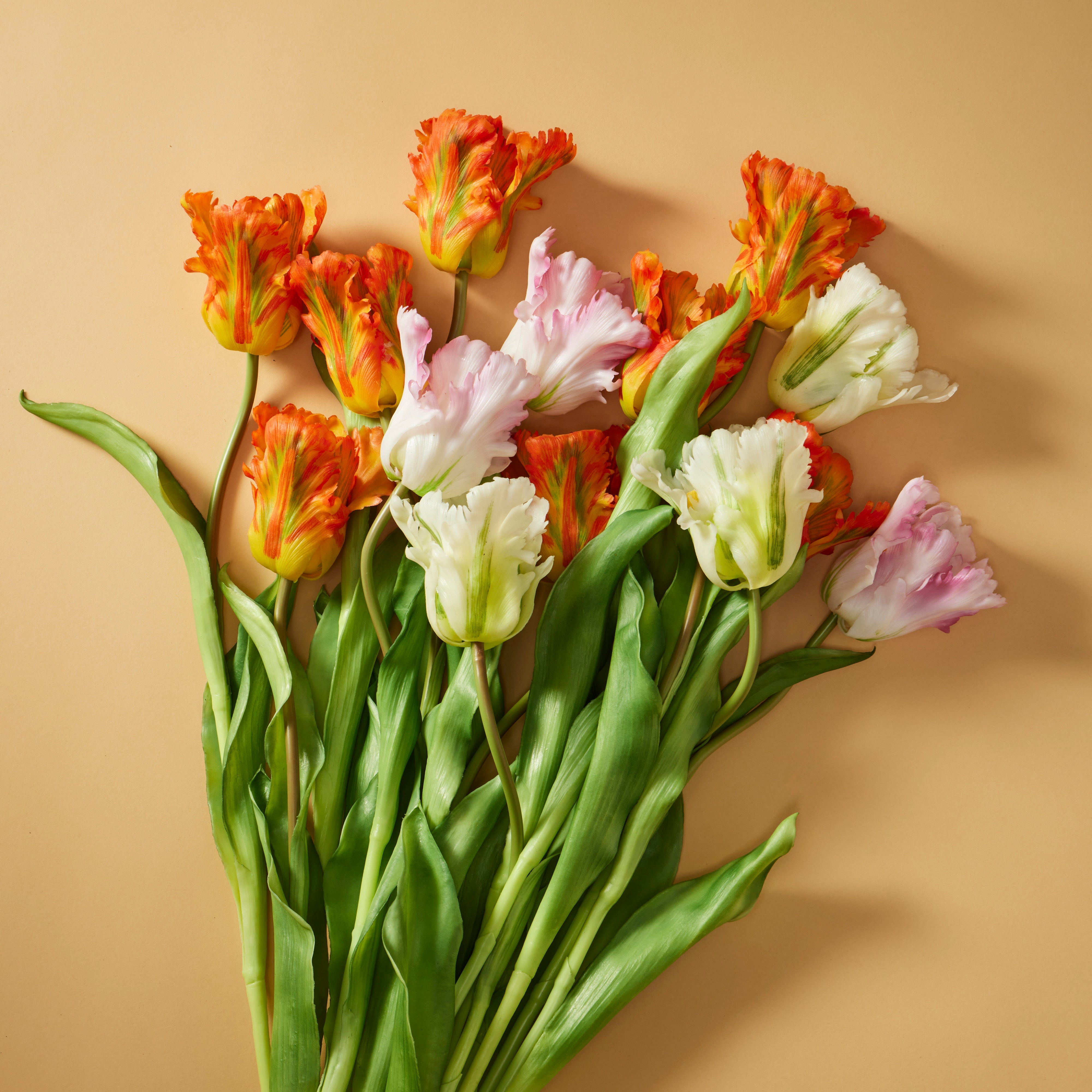 Rogue Parrot Tulip Stem Pink