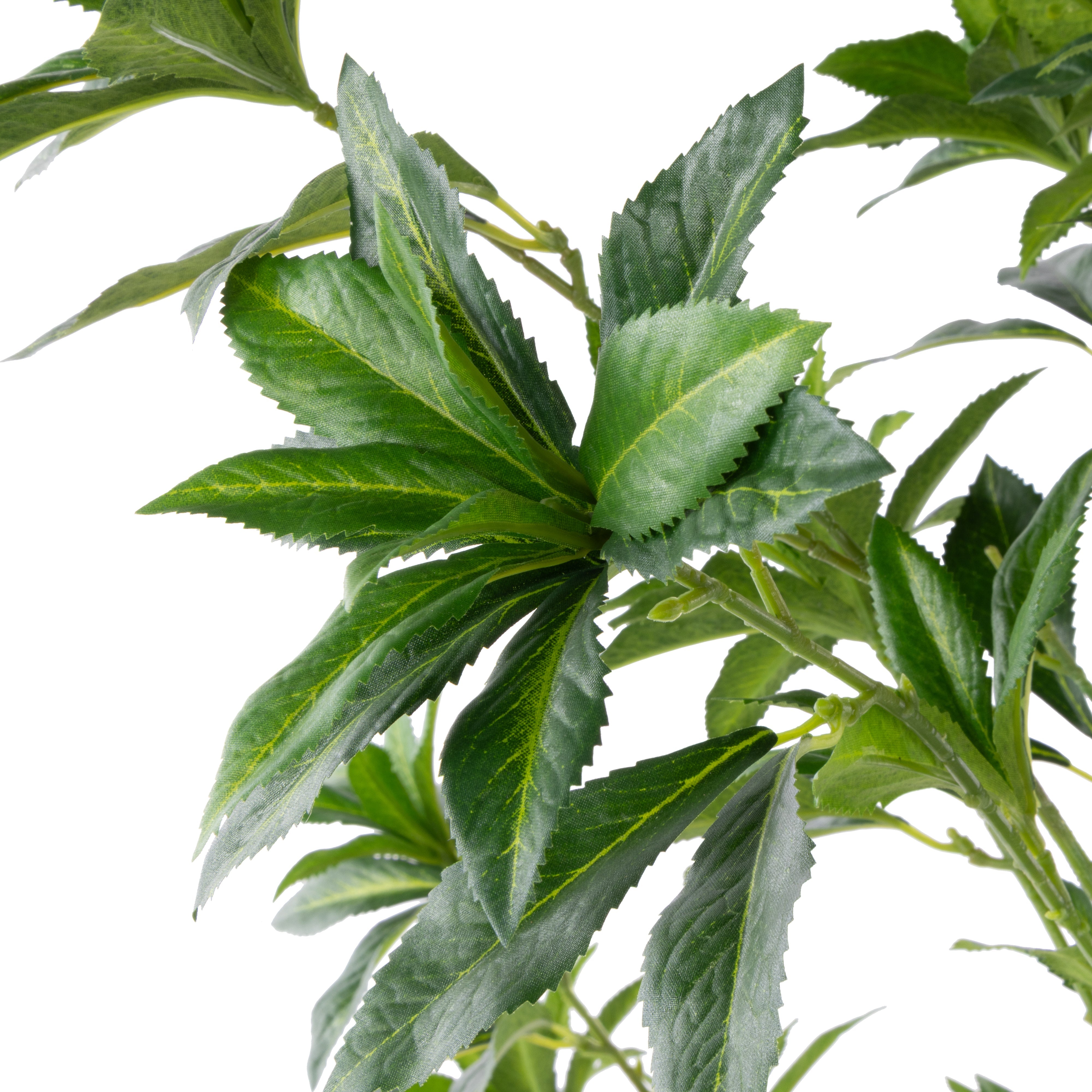 Rogue Japonica Tree UV - Garden Pot 180cm