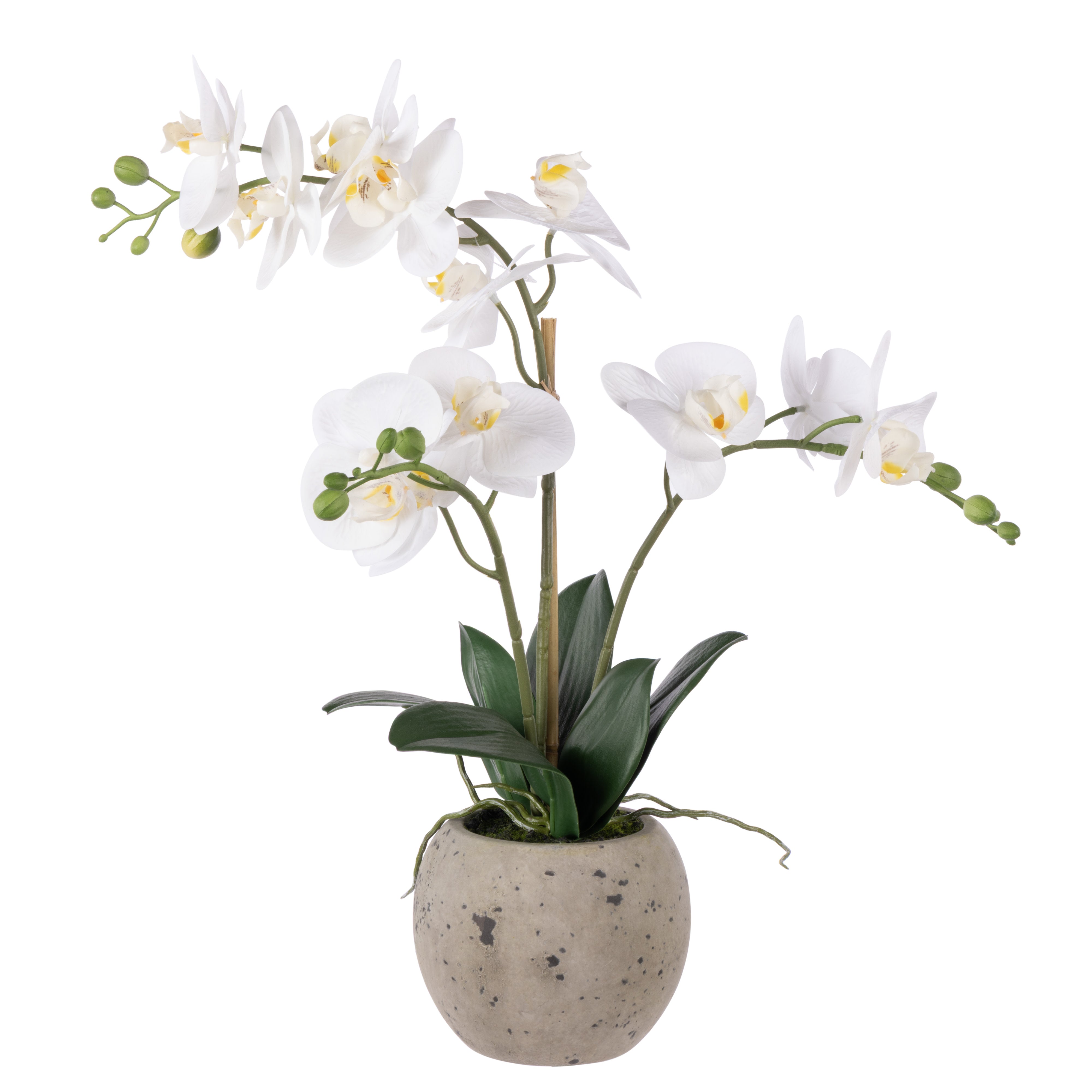 Rogue Phalaenopsis Orchid - Textured Round Pot 56cm