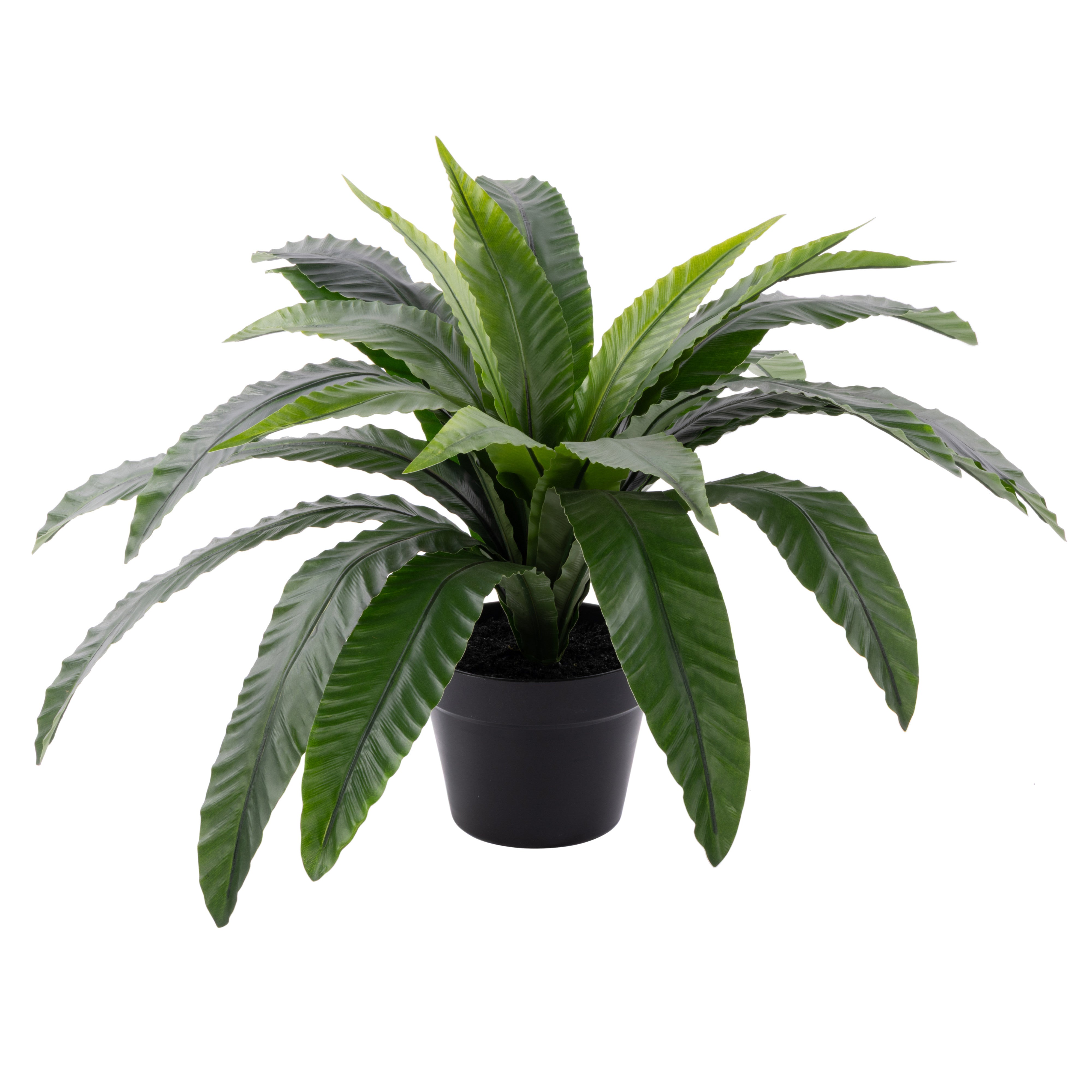 Rogue Bird's Nest Fern UV - Garden Pot 55cm