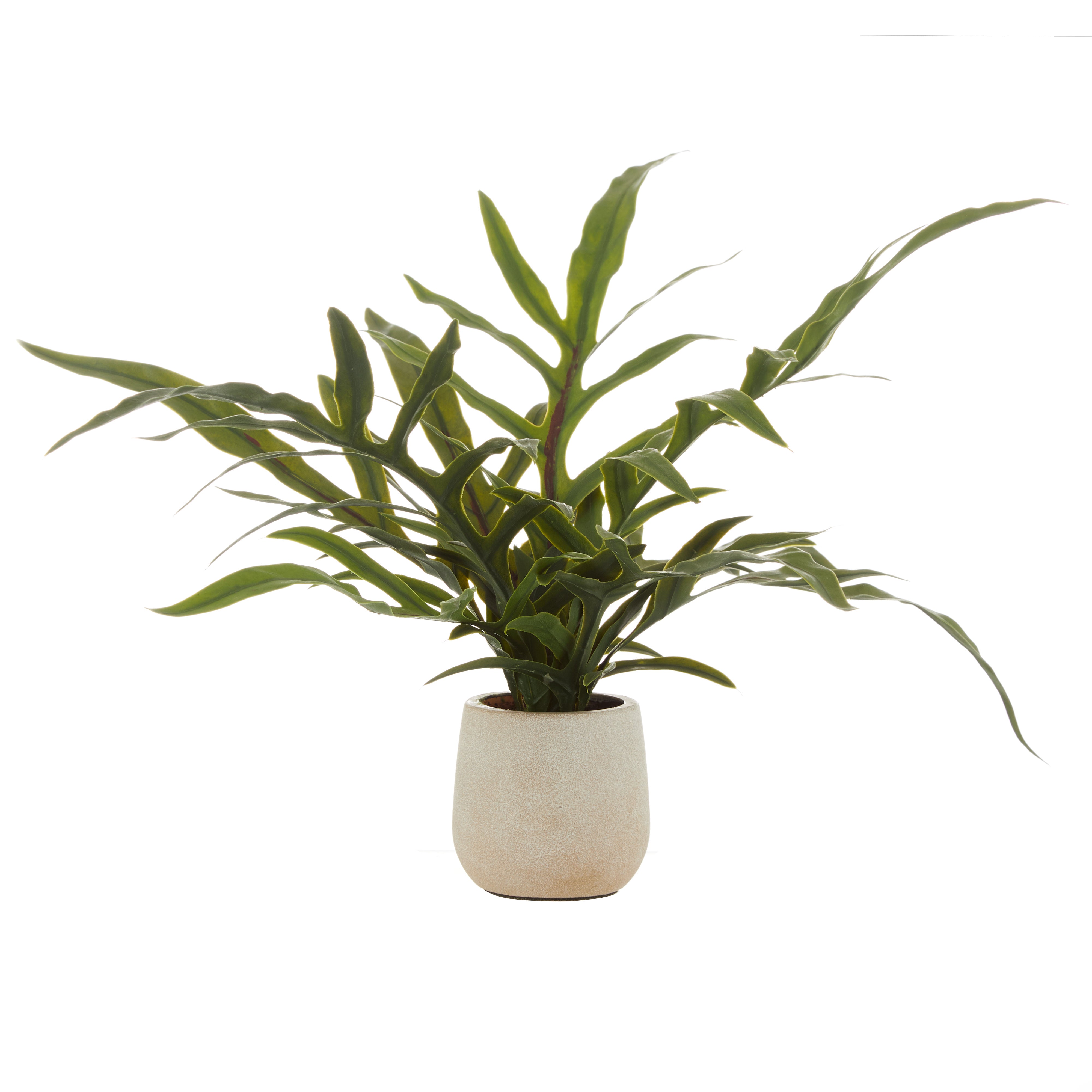Rogue Blue Star Fern Pot 39cm