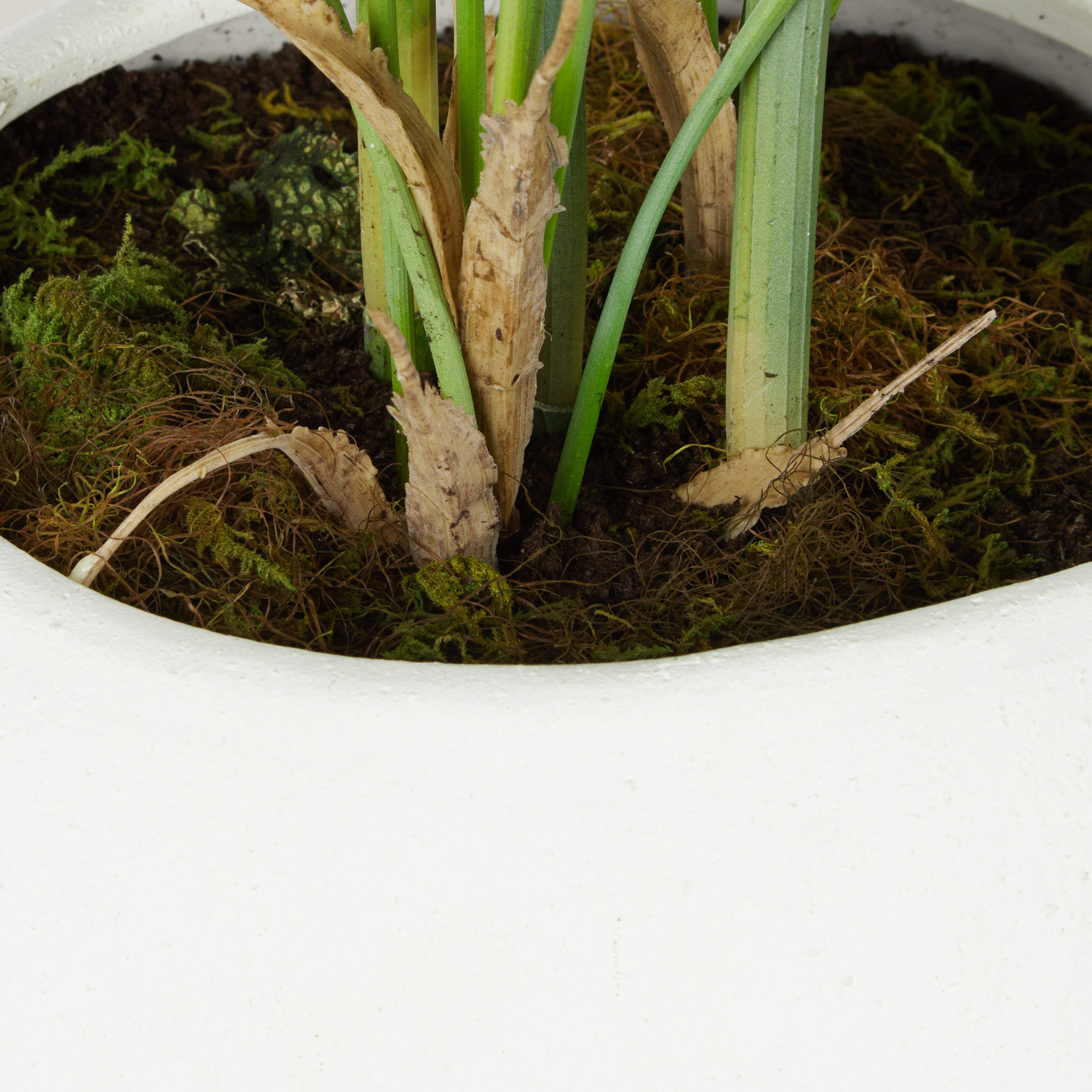 Rogue Phoenix Palm - Lyon Organic Planter Green & White
