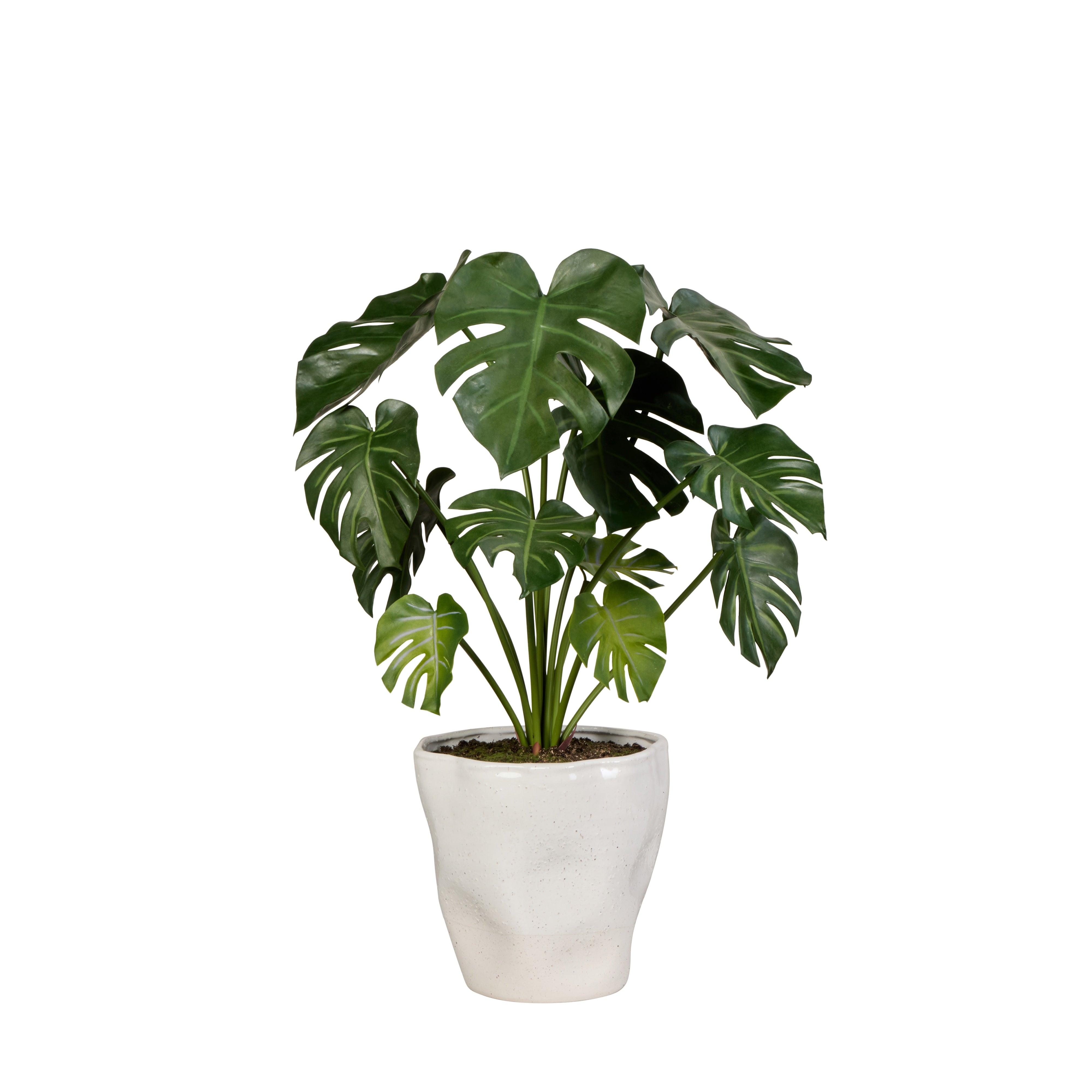 Rogue Monstera Plant Nora Pot Green