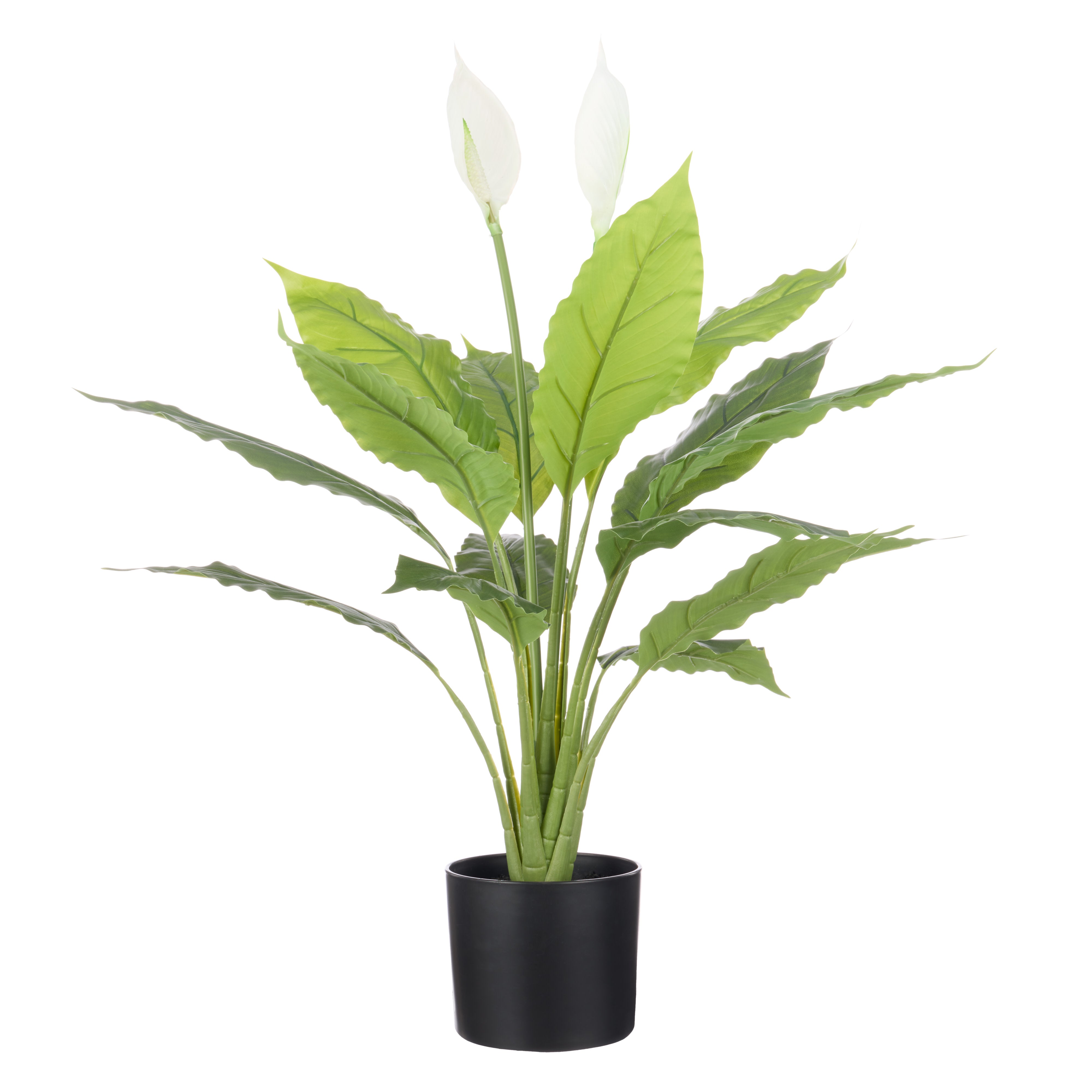 Rogue Peace Lily - Garden Pot 78cm